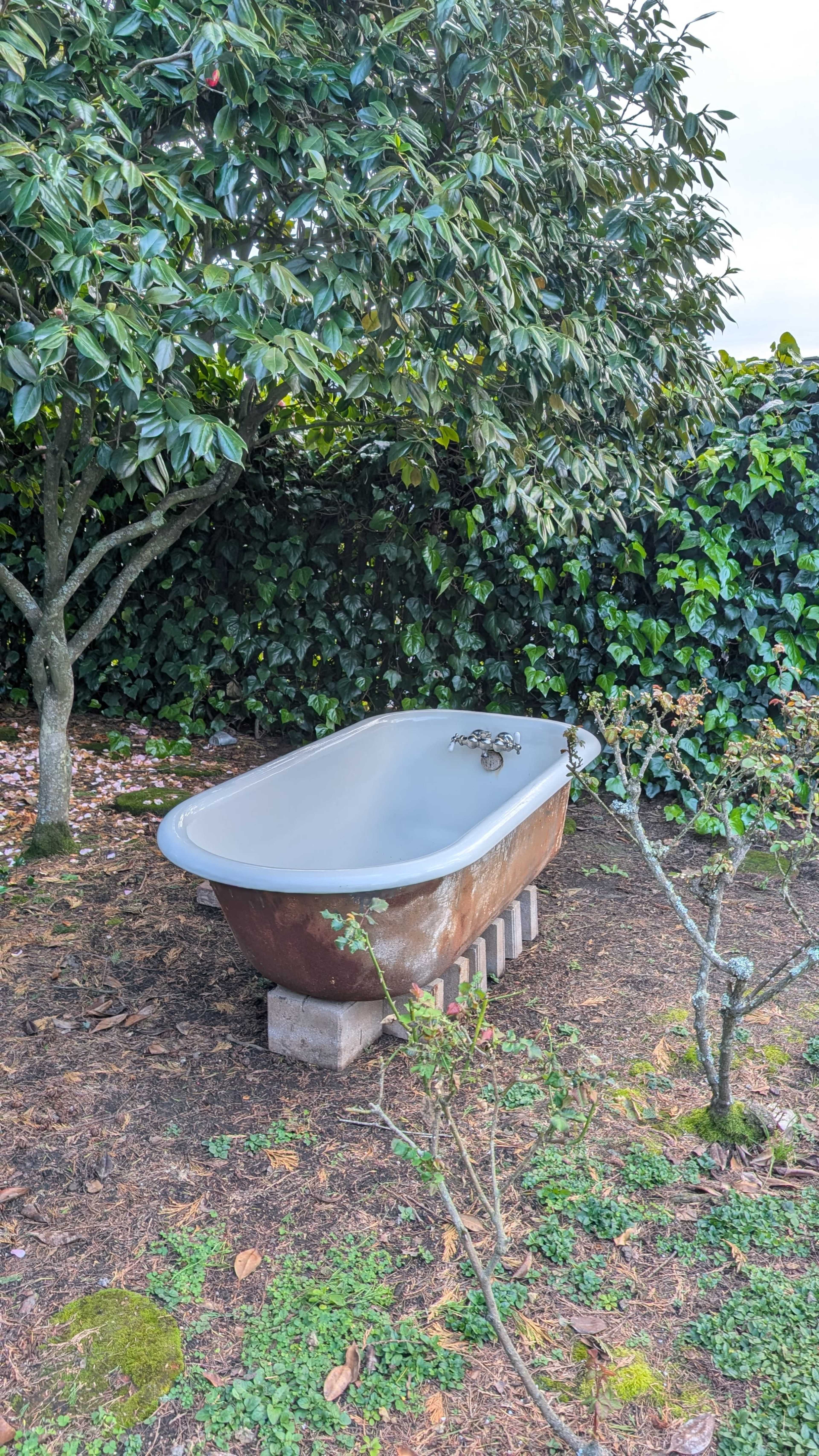 An old metal bathtub is placed on cinder blocks among greenery in a garden setting.
