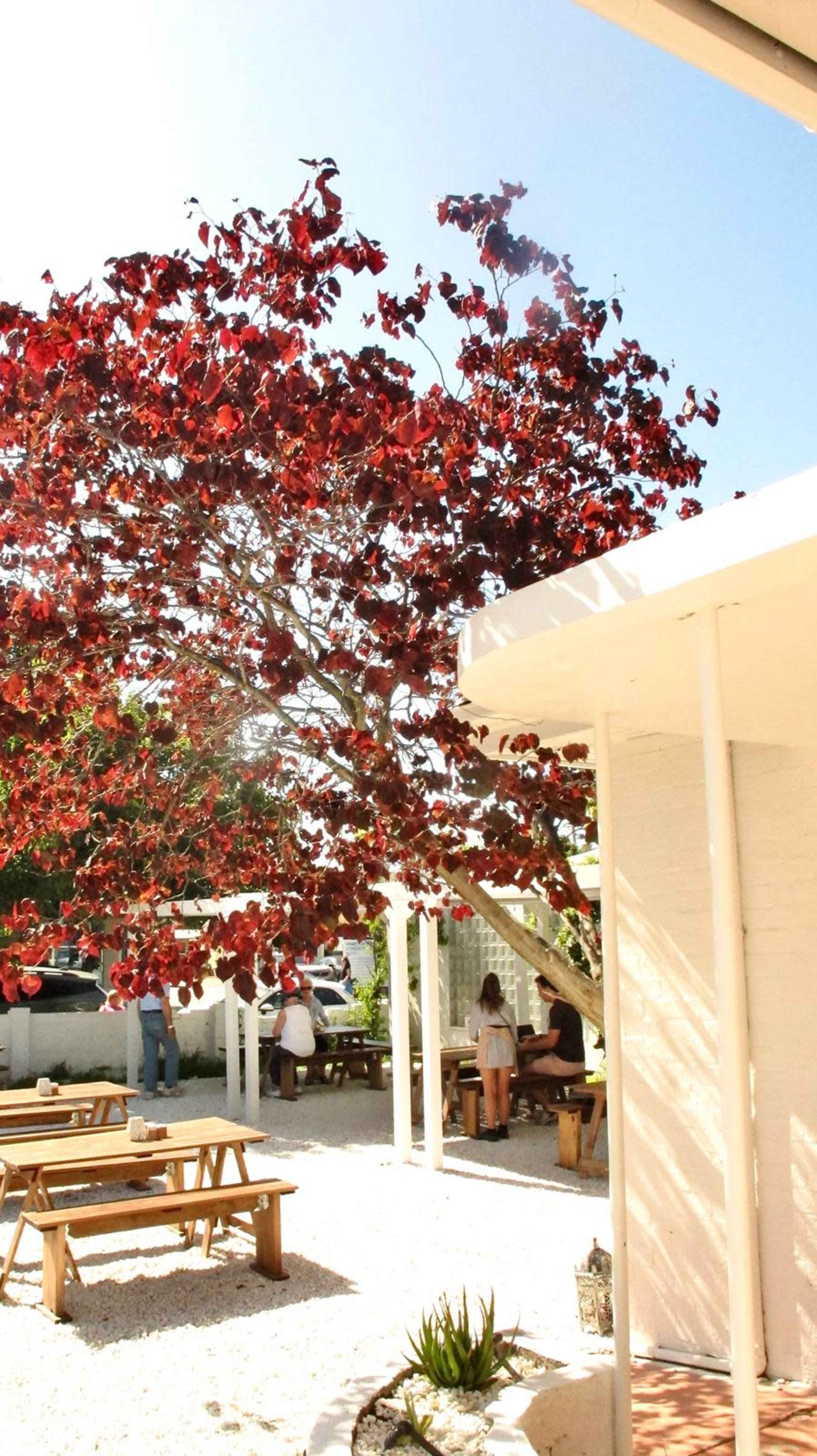 A large red-leafed tree shades outdoor seating areas with wooden tables beneath it.