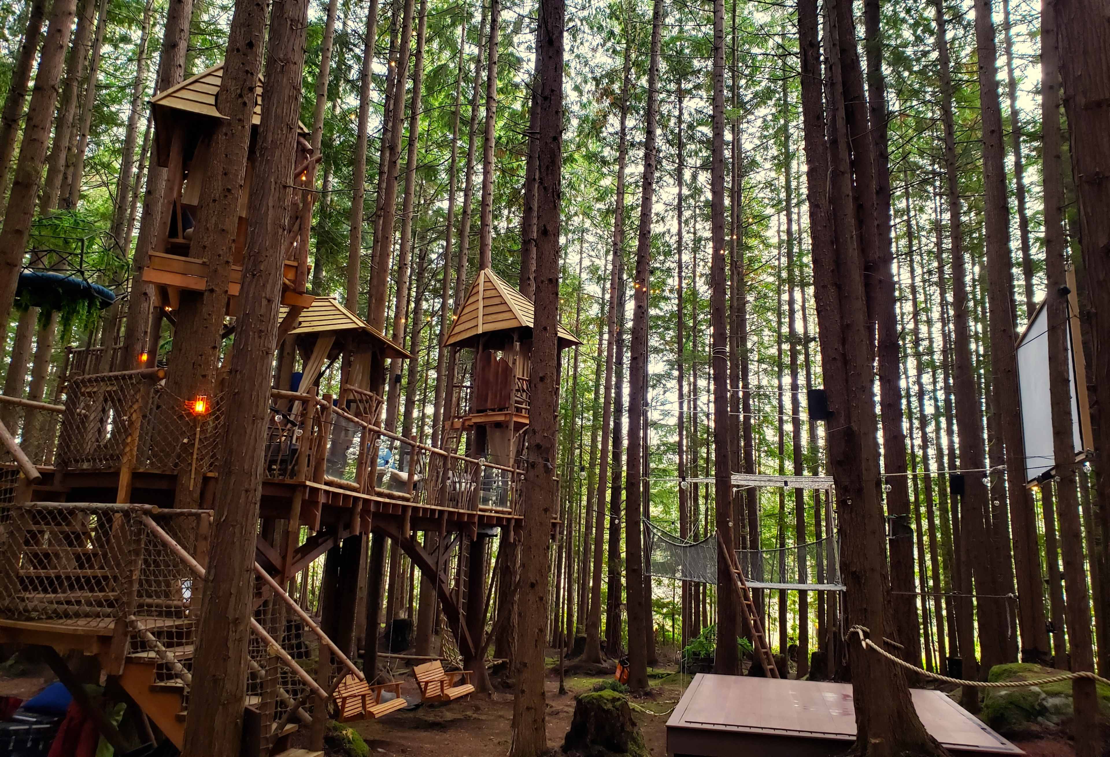 A treehouse structure elevated among tall pine trees, with wooden bridges and hammocks connecting various platforms.