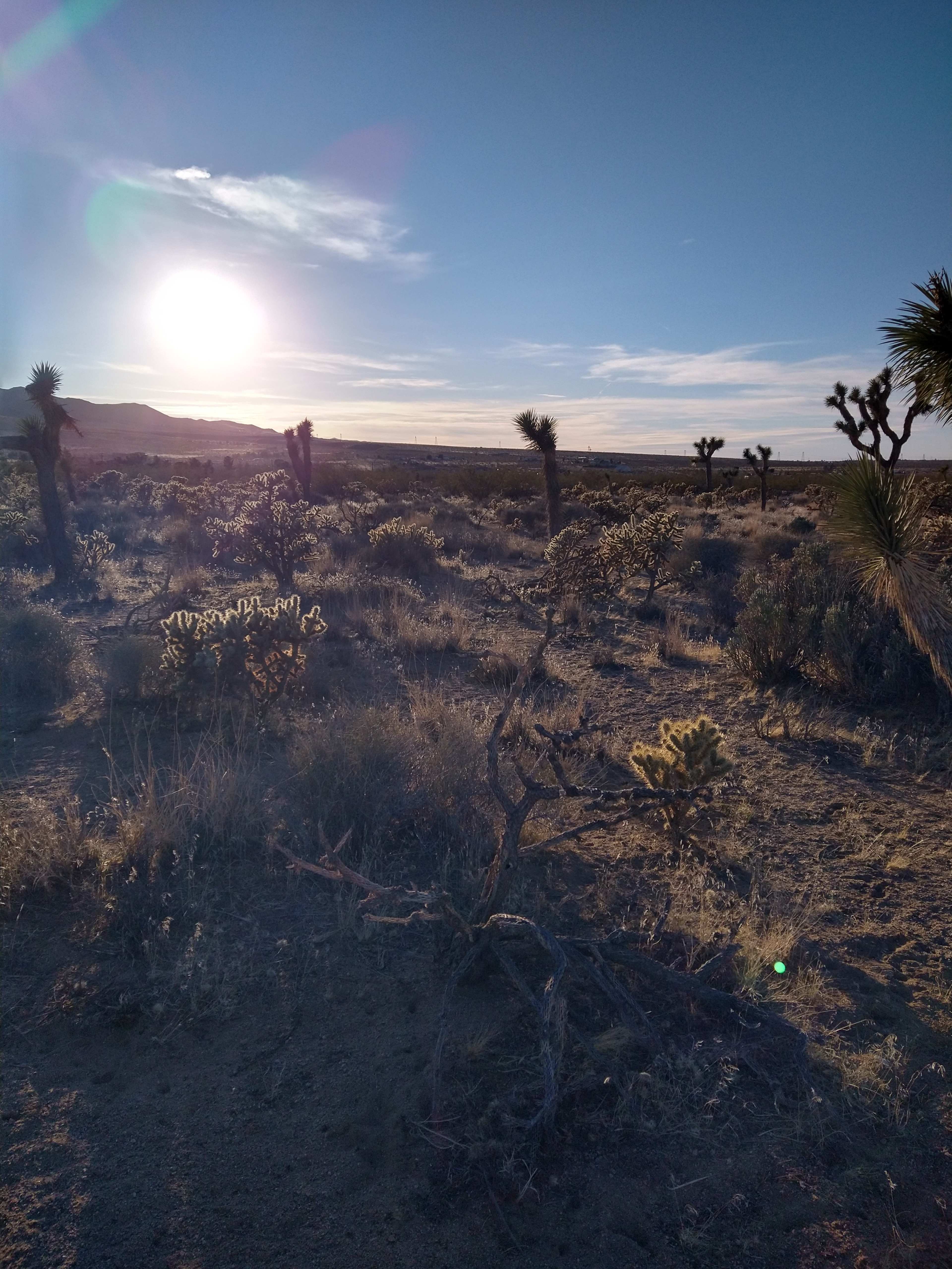 The image shows a desert landscape with Joshua trees under a clear sky and the sun rising in the background.