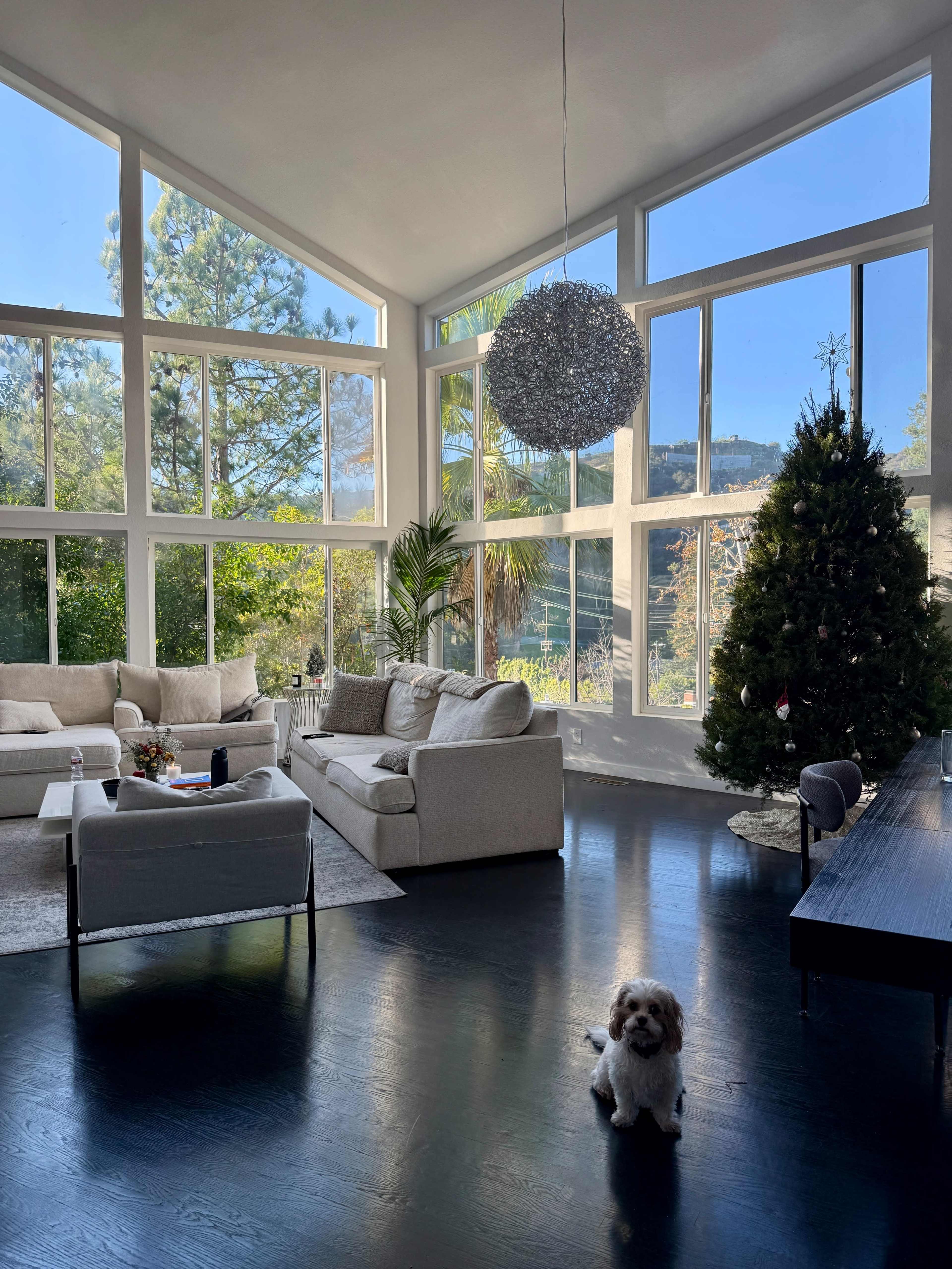 The image shows a bright, modern living room with large windows, a Christmas tree, and a small dog sitting on the floor.