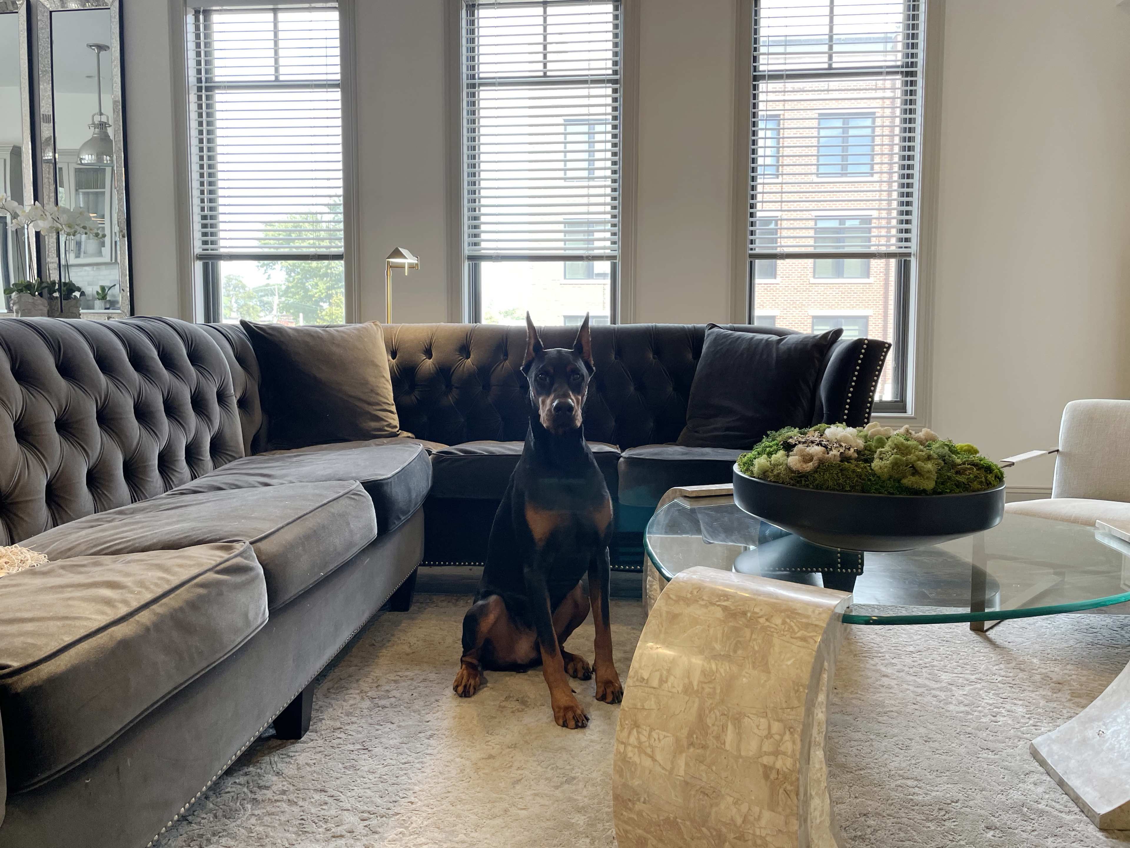 A Doberman sits on a cream-colored rug in a modern living room with gray sofas and large windows.