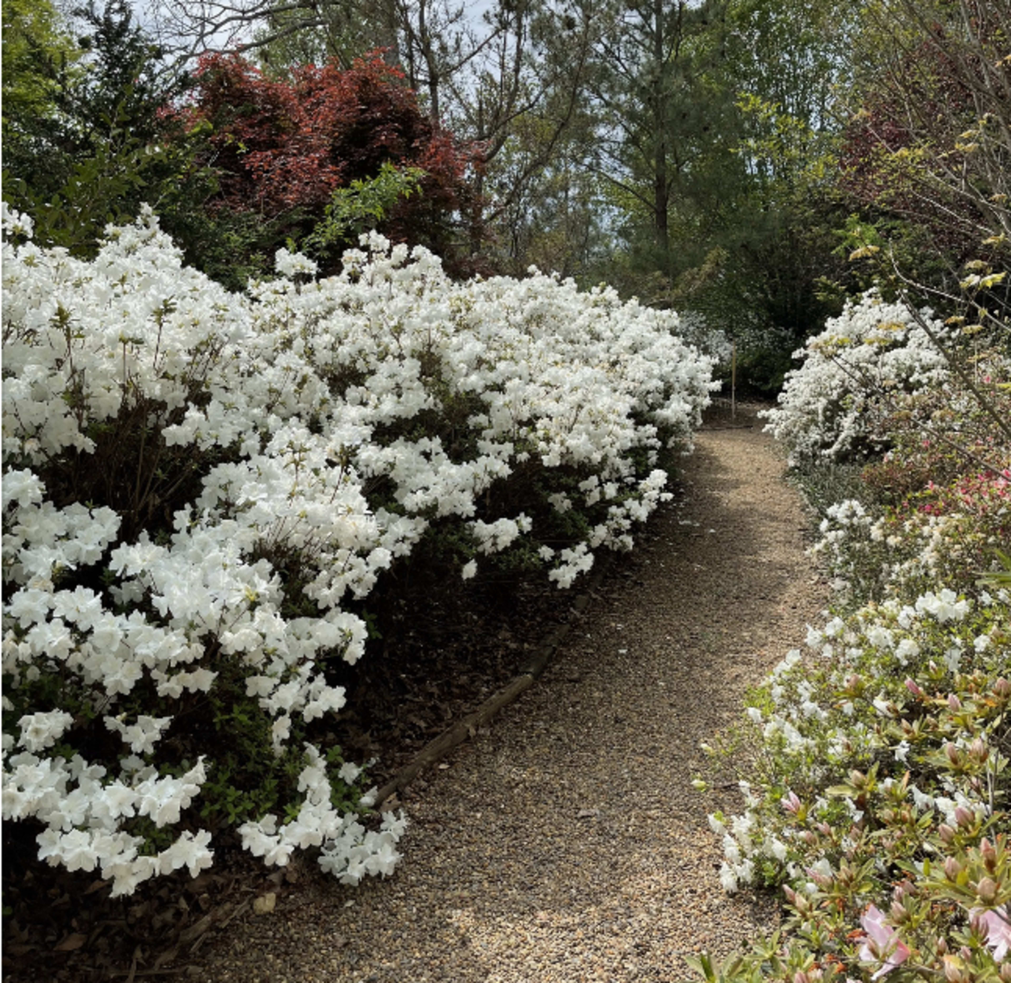 A gravel path winds through dense clusters of white azaleas in a garden.