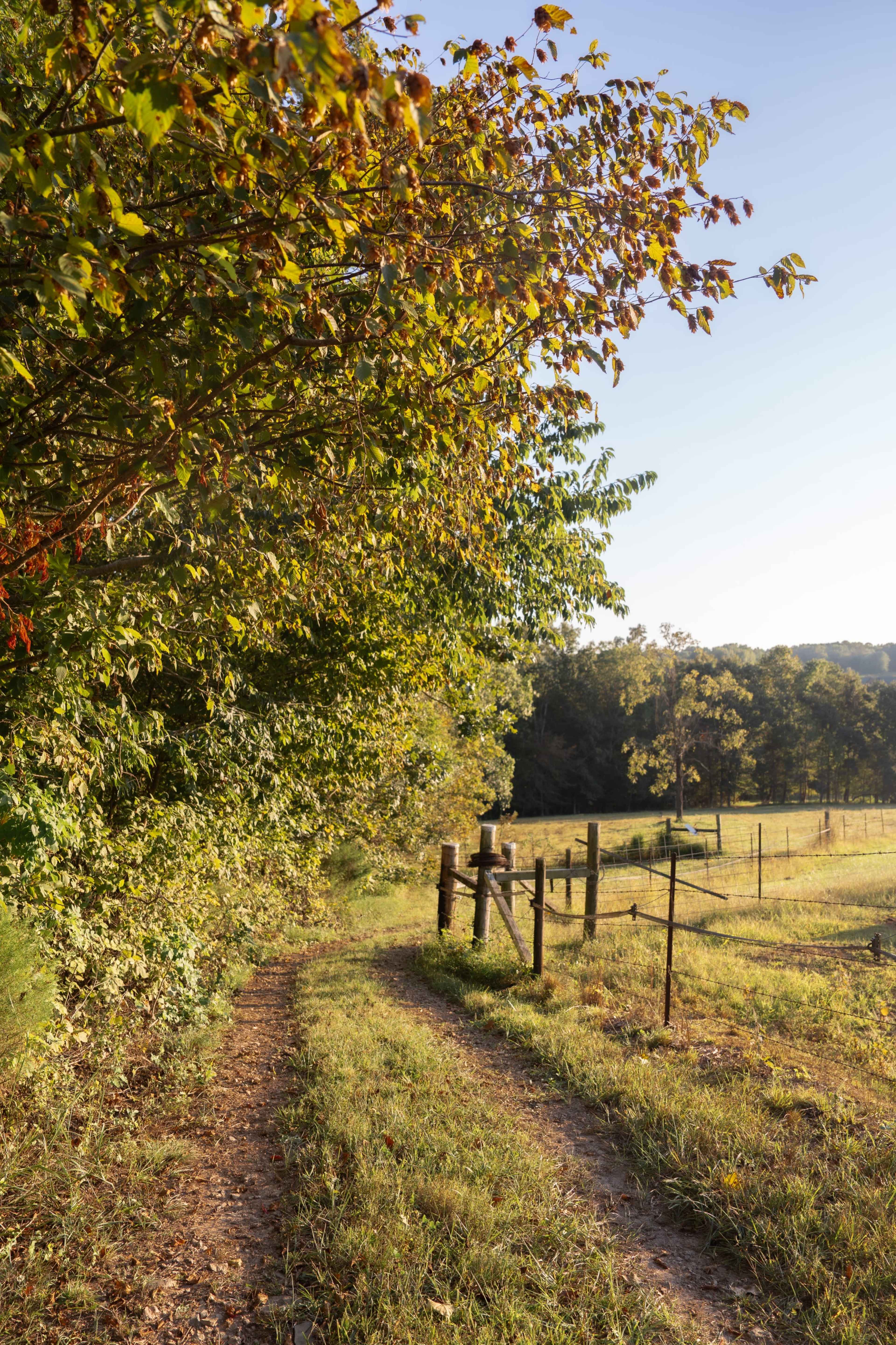 A dirt path winds through a green field bordered by trees and a wooden fence in the late afternoon light.