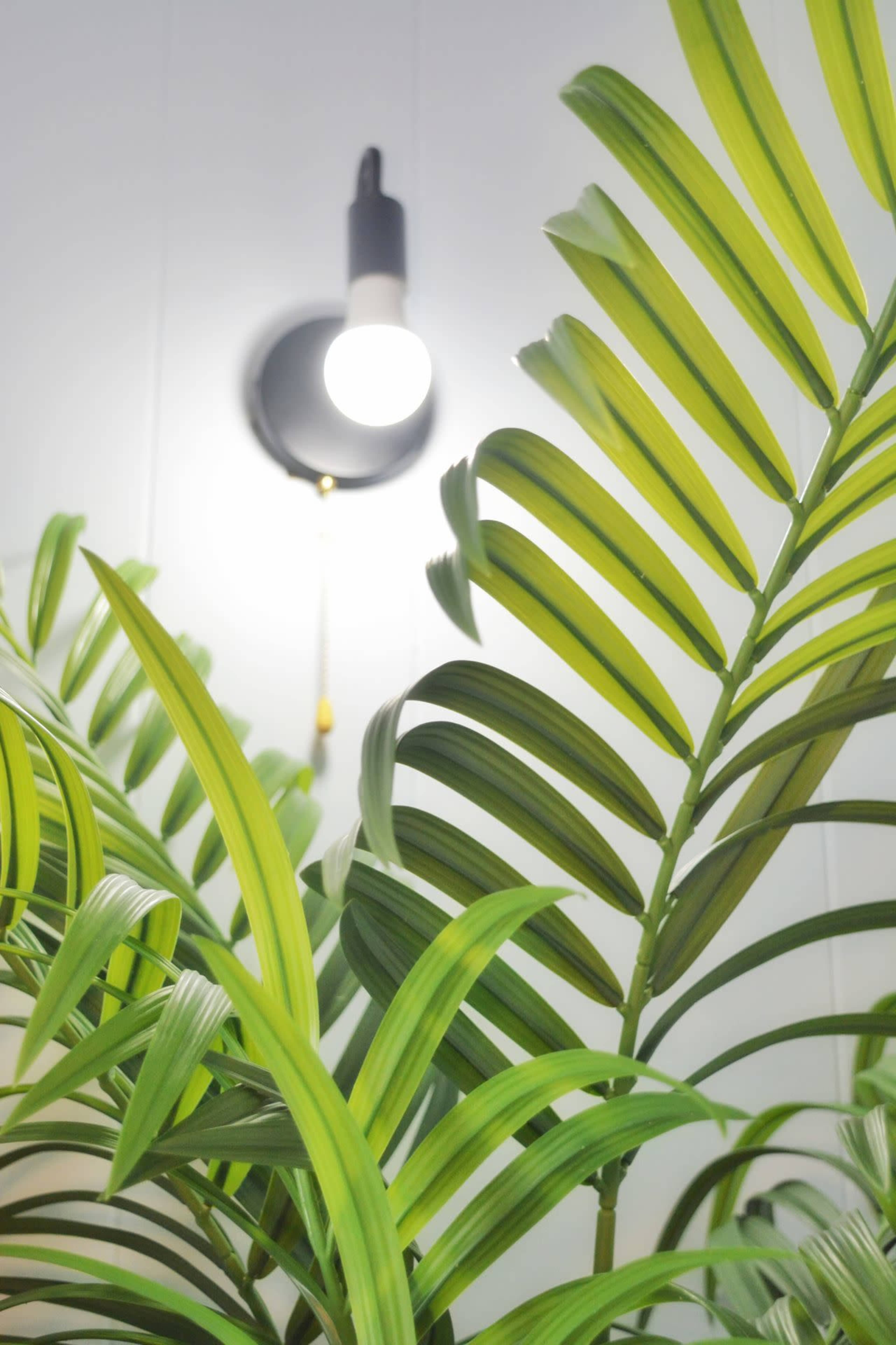A green plant with long, arching leaves is positioned in front of a wall-mounted light fixture.