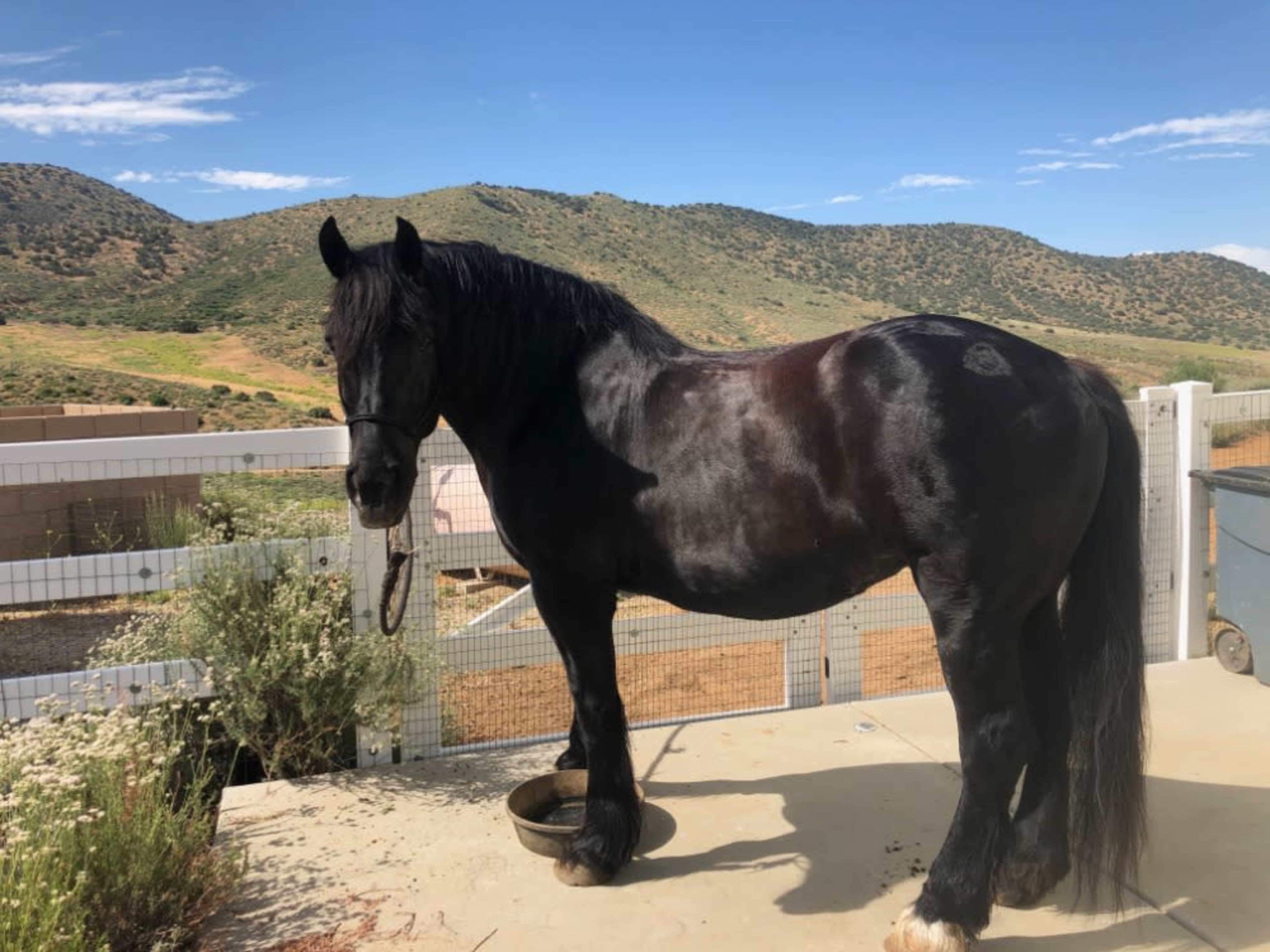 Onyx, Black Horse