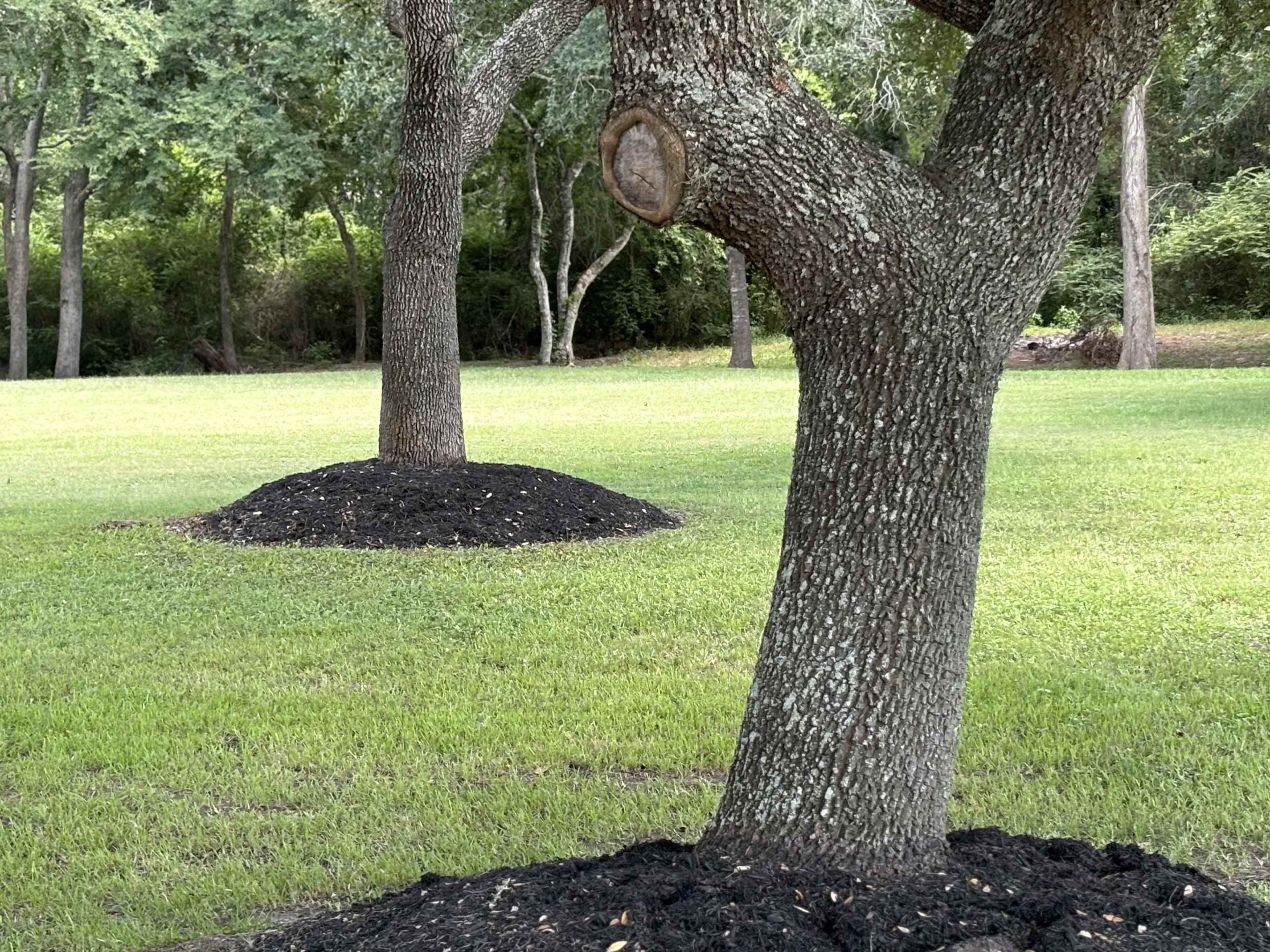 Two trees stand in a grassy area, each surrounded by a mound of mulch.