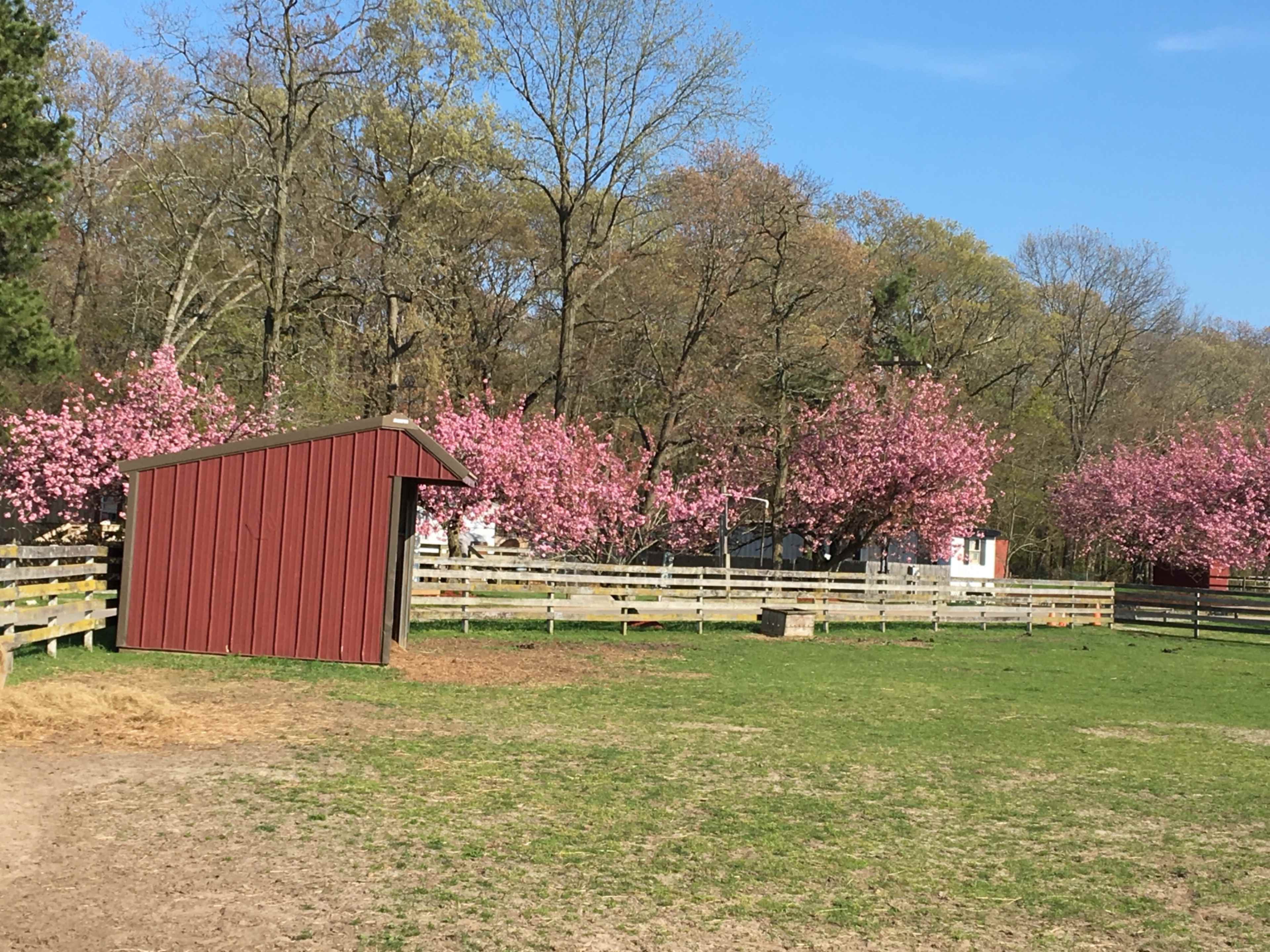 A red shed stands in a grassy area surrounded by pink flowering trees and a wooden fence.