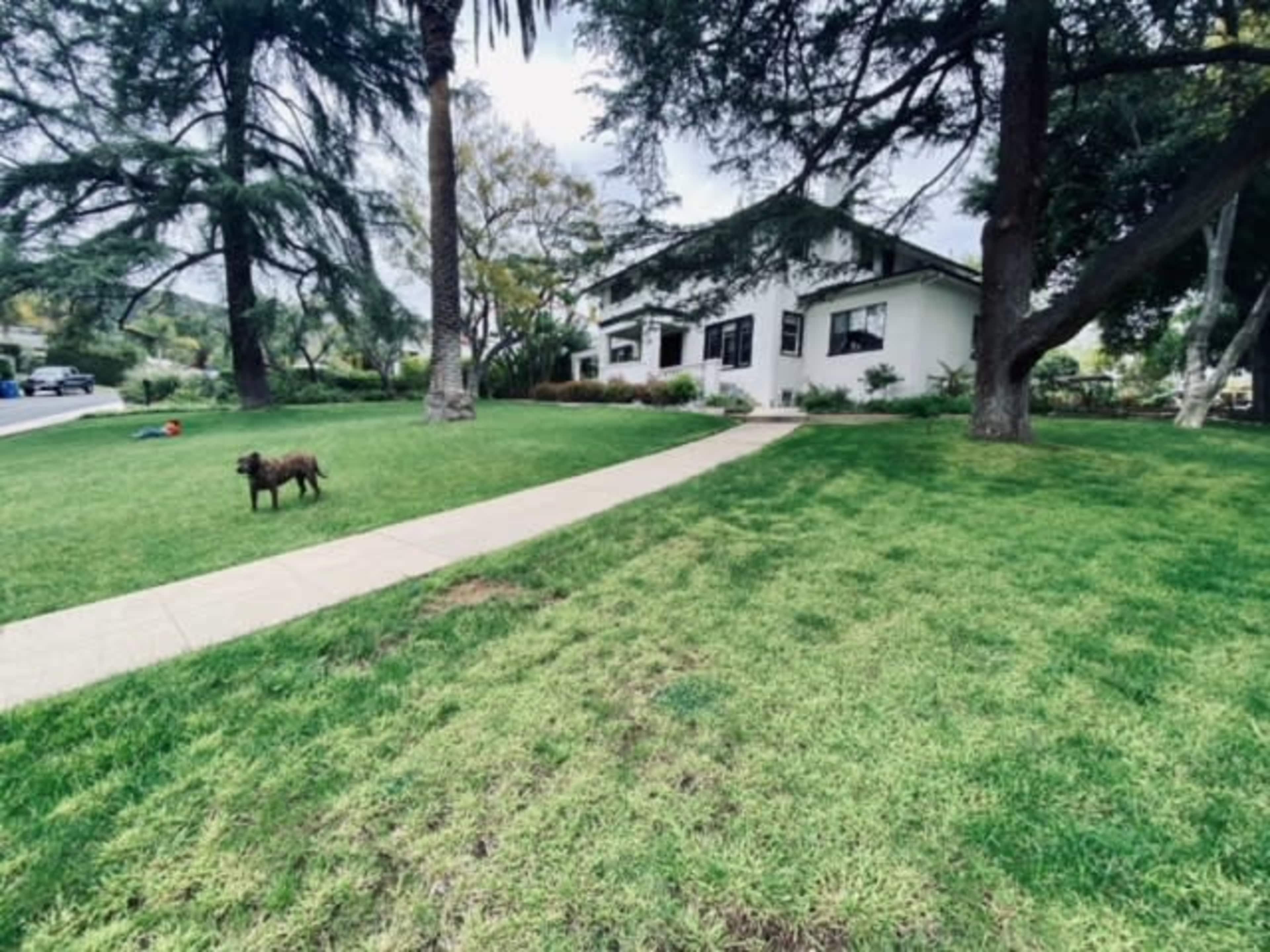 A brown dog stands on a grassy lawn in front of a white house with black shutters and a concrete pathway.