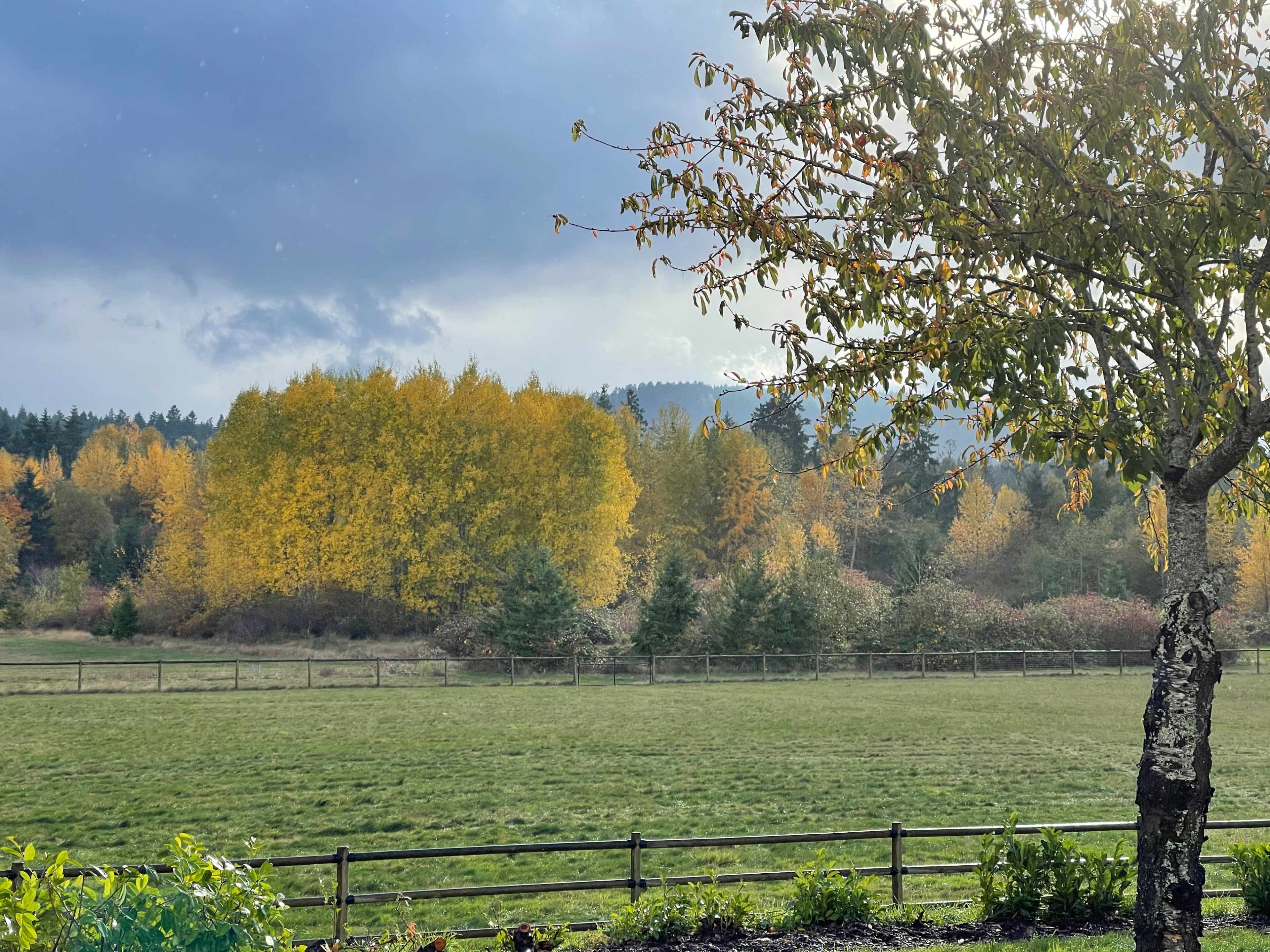 A field is bordered by a wooden fence, featuring trees with yellow foliage in the background under a cloudy sky.