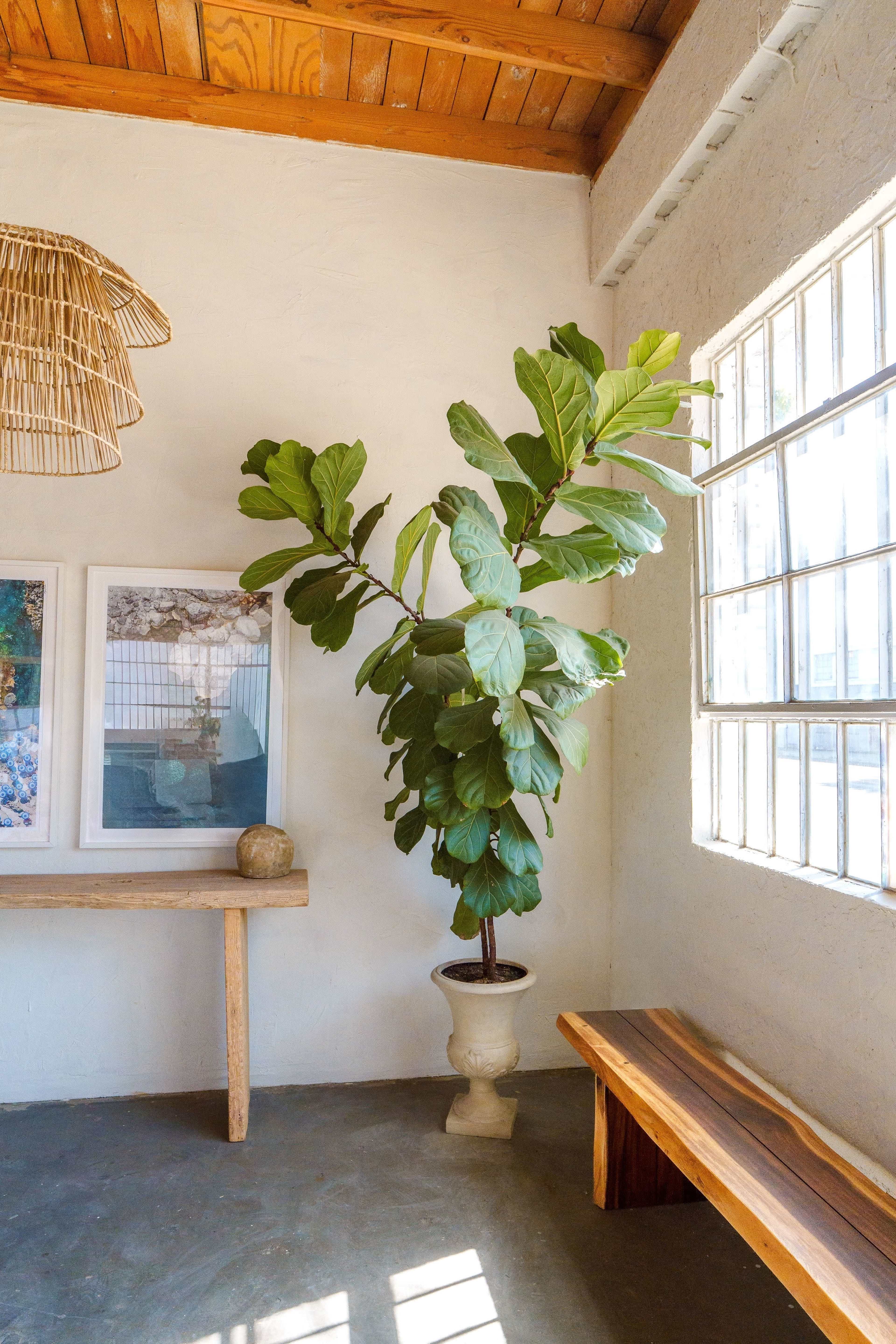 A fiddle leaf fig tree stands in a pot next to a large window, with framed artwork and a wooden bench nearby.