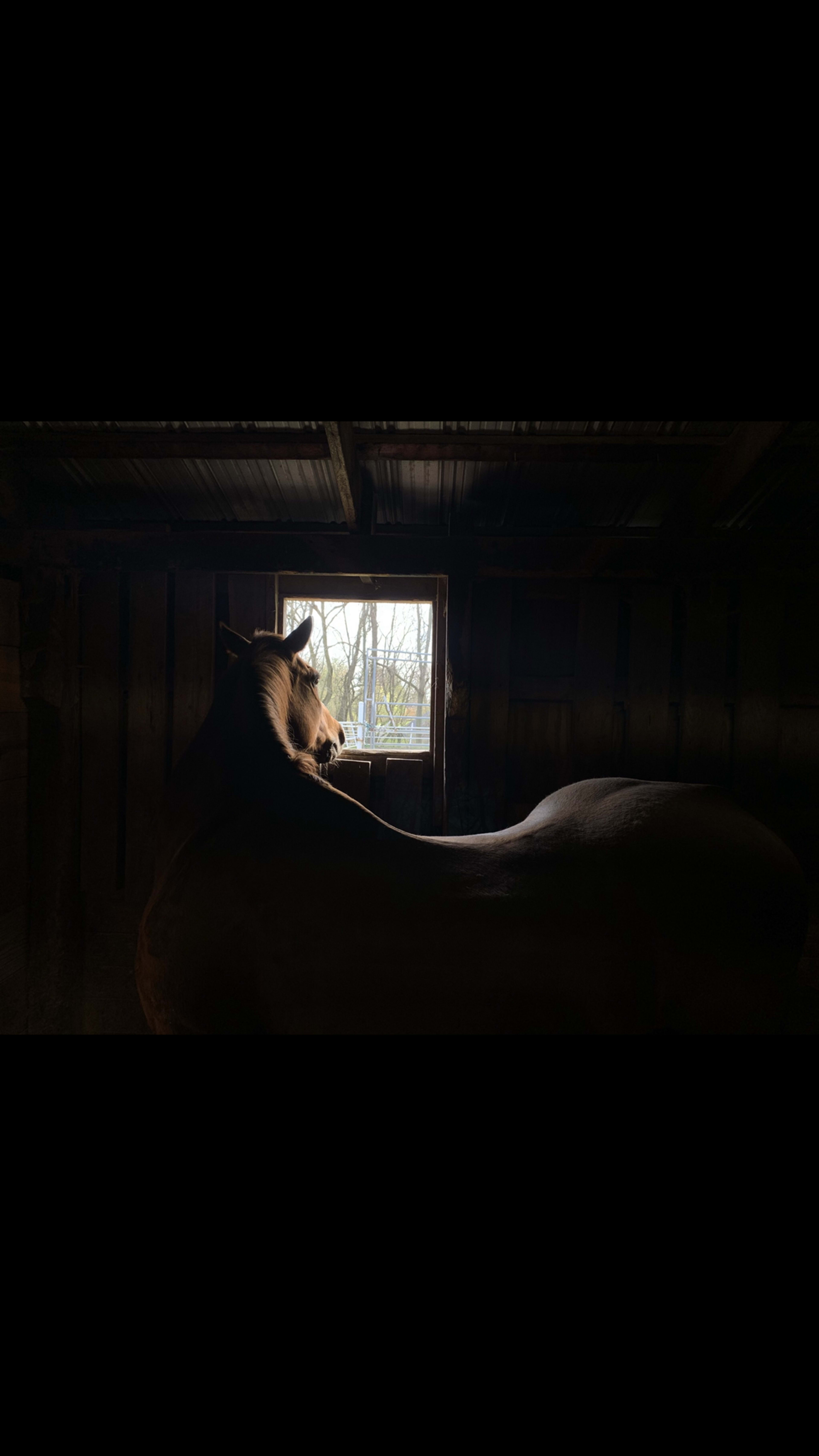 A horse stands in a dimly lit stable, looking out through a window.