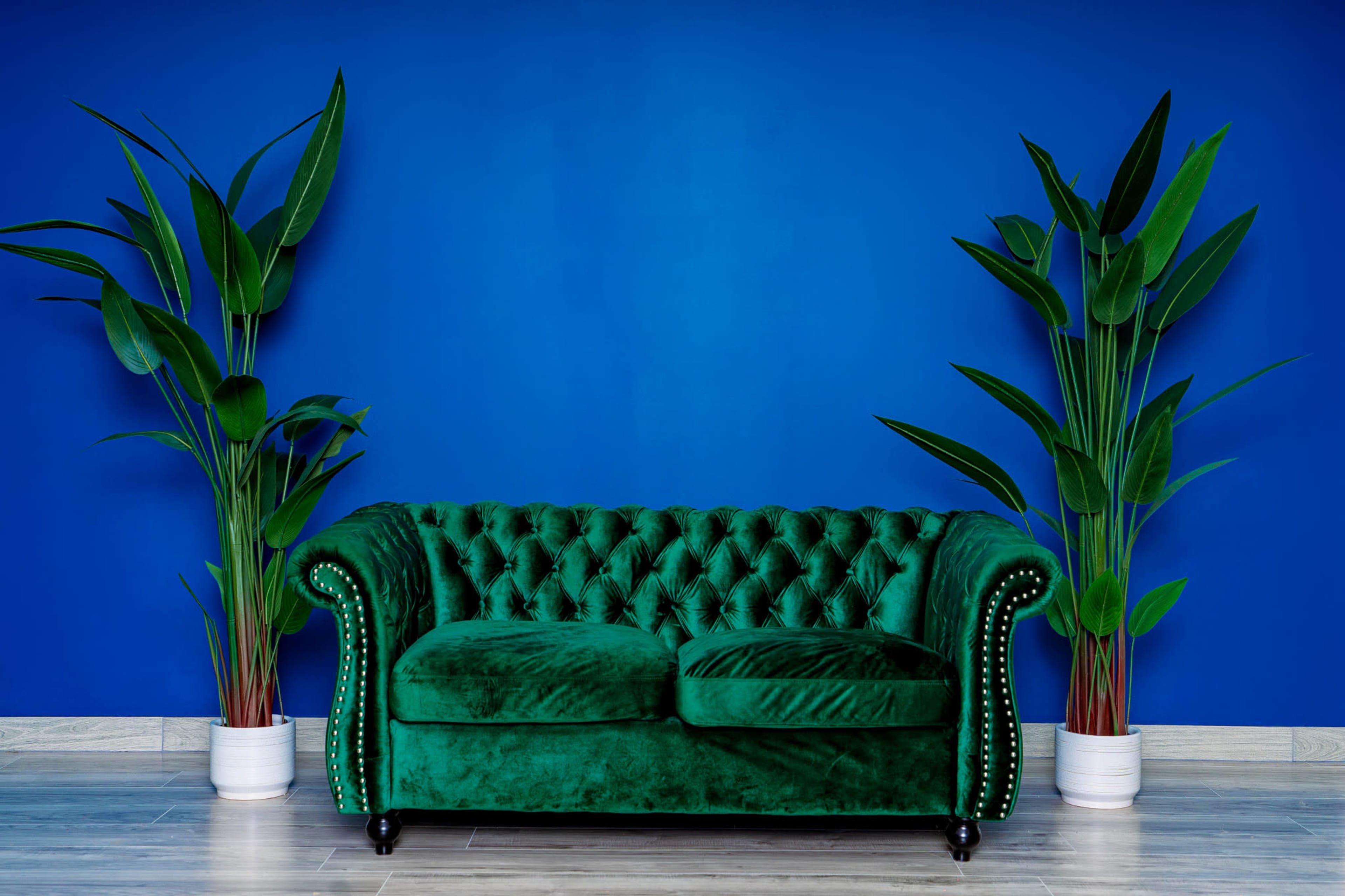 A green velvet chesterfield sofa is placed against a bright blue wall, flanked by two tall potted plants.