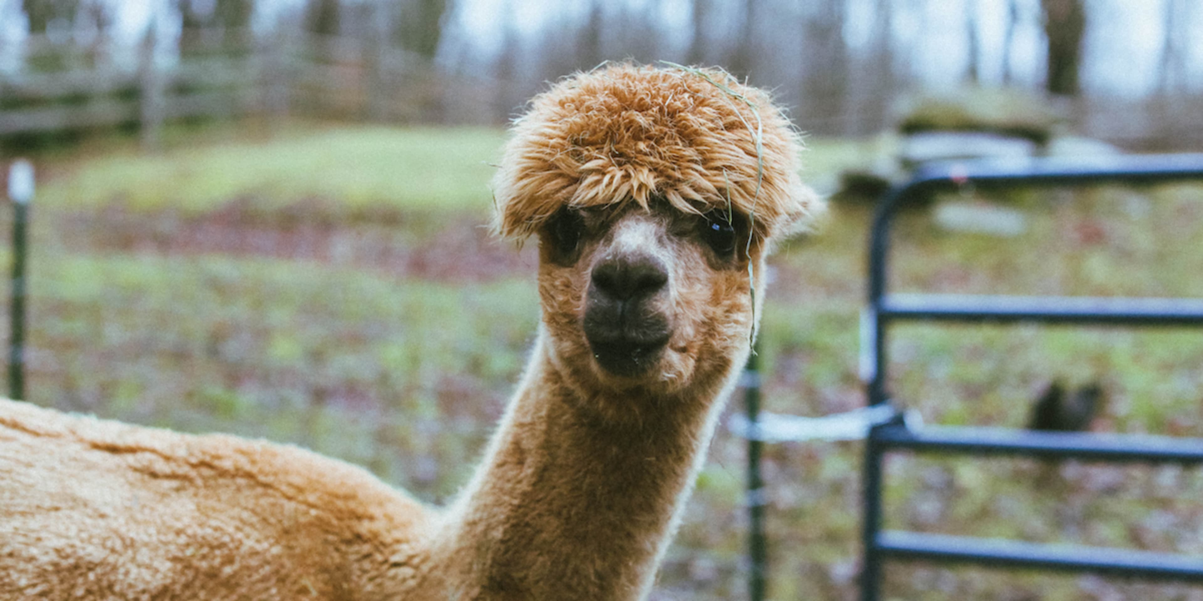 An alpaca stands in a foggy field with wet grass and trees in the background.