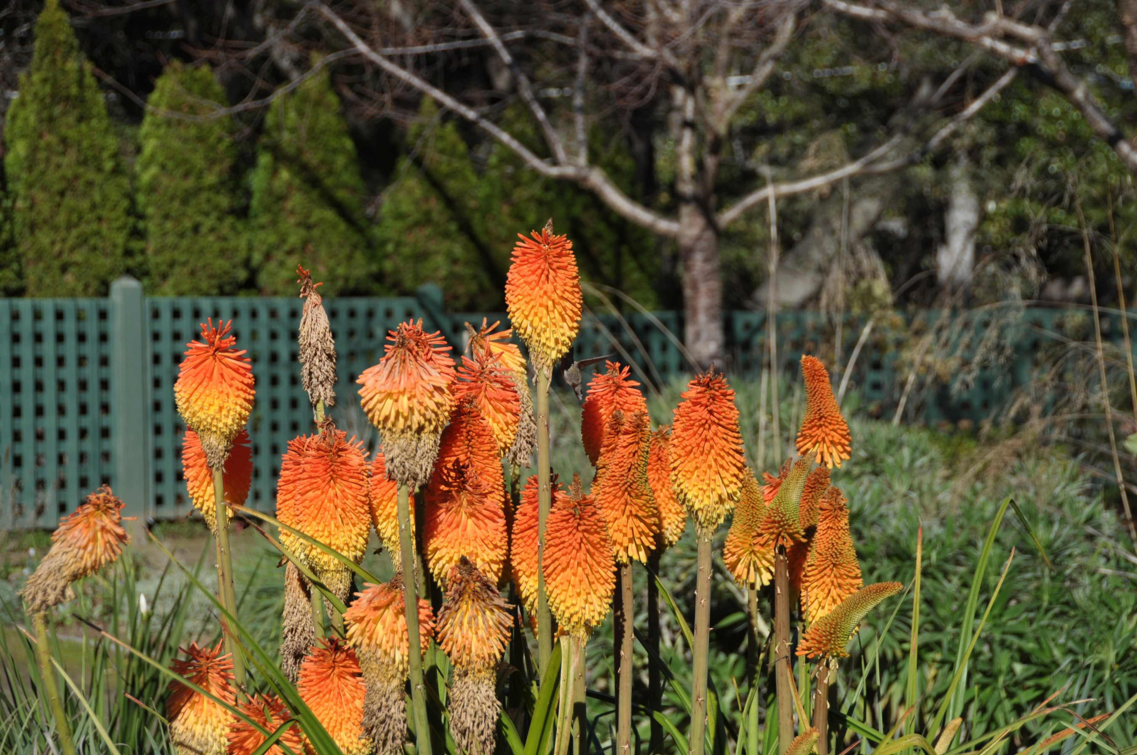 A cluster of orange and yellow flowering plants grows in a garden set against a green lattice fence and trees in the background.