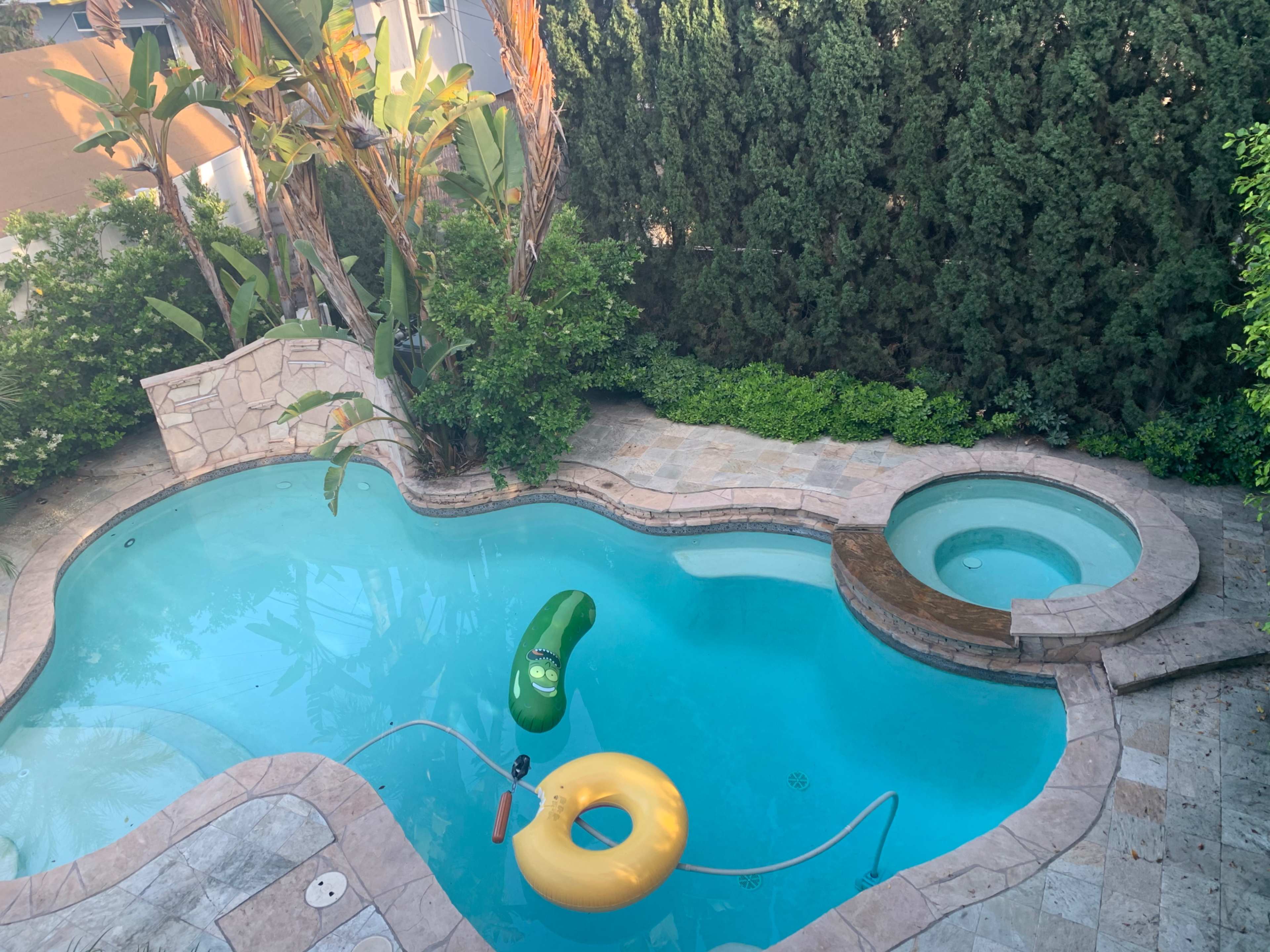 A swimming pool with a green inflatable pickle and a yellow inflatable ring floating in it, surrounded by lush greenery and stone paving.