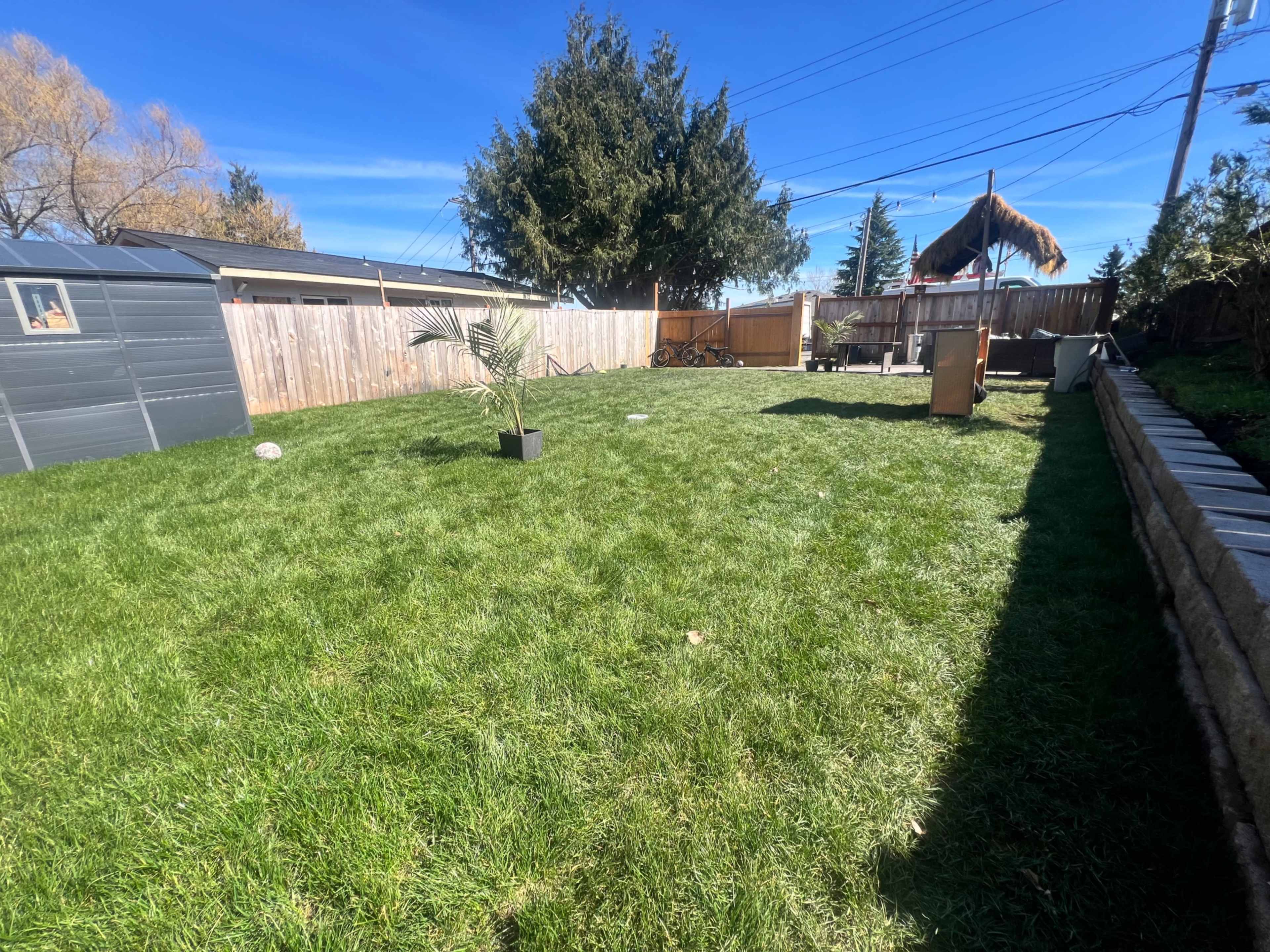 The image shows a green, well-maintained backyard with a small potted plant, a wooden structure, and a shed under a clear blue sky.