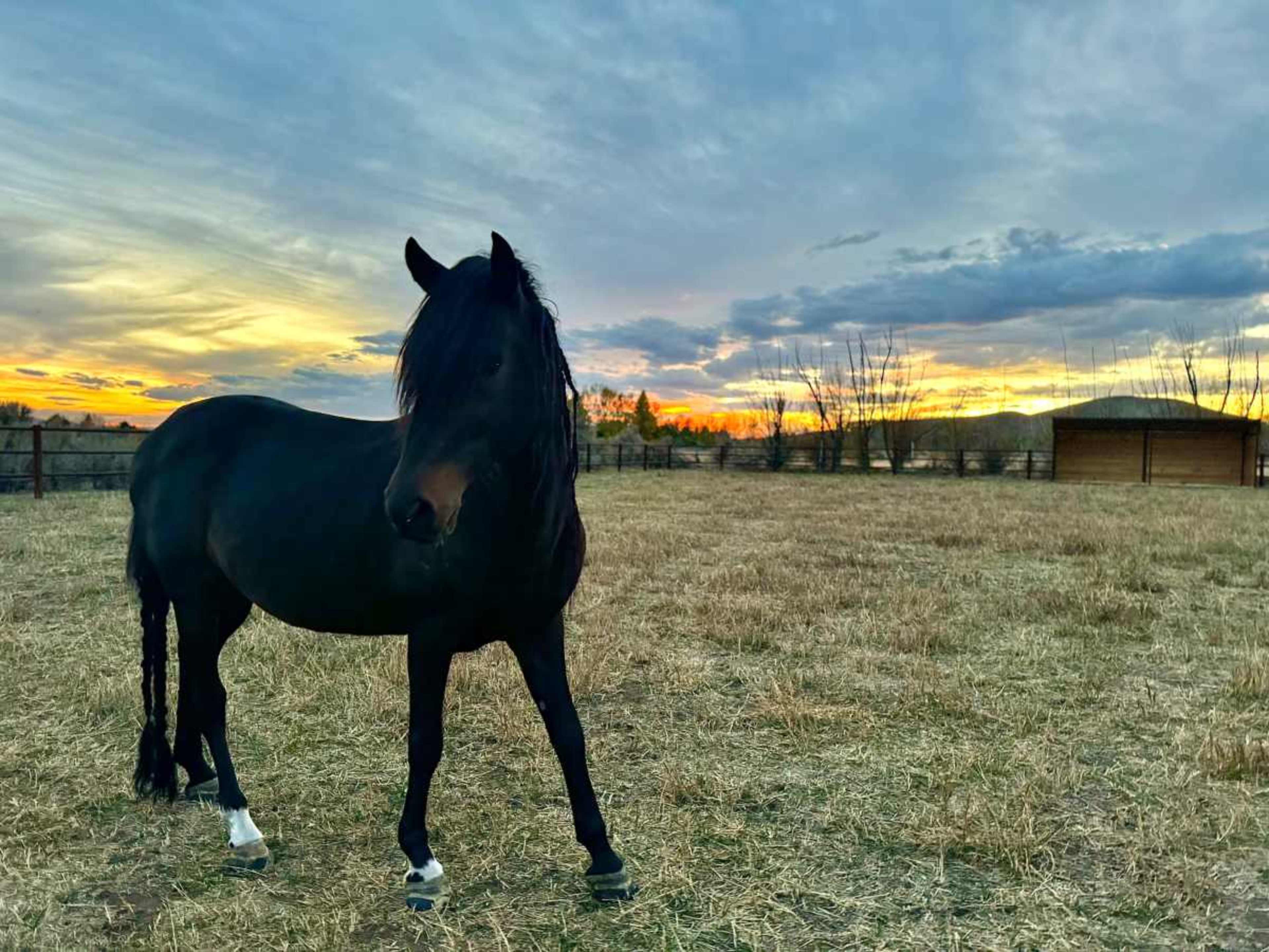 A black horse stands in a grassy field at sunset, with a wooden structure visible in the background.