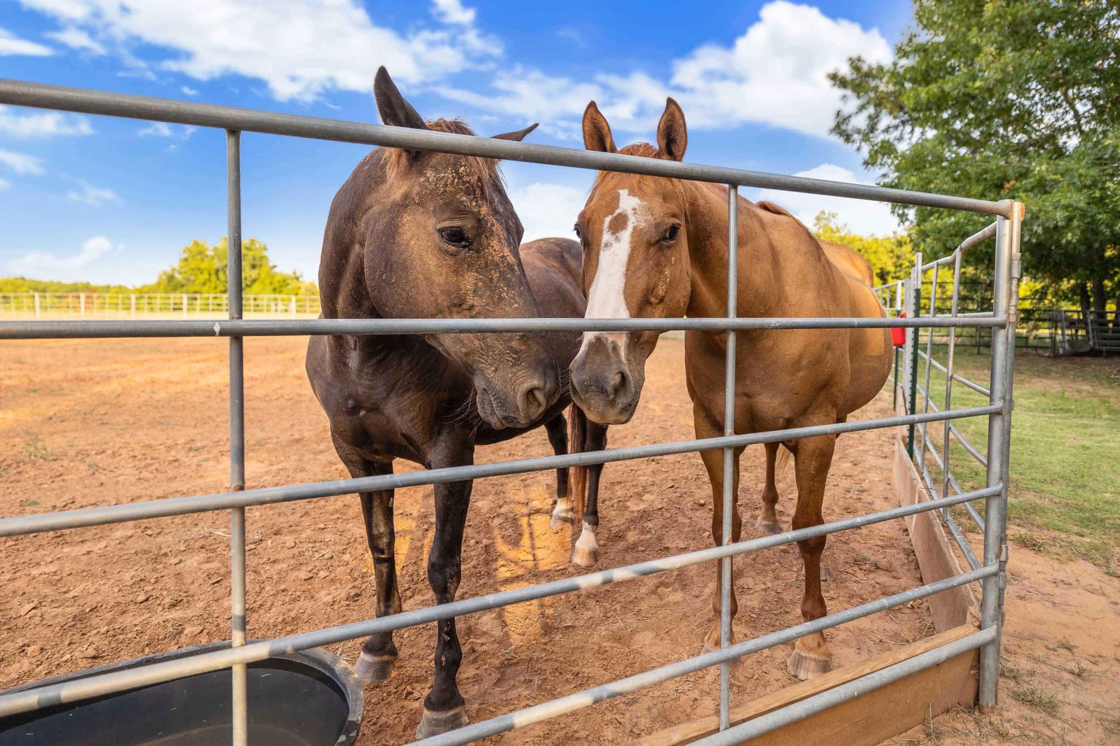 Two horses stand close together at a fenced corral on a sunny day.