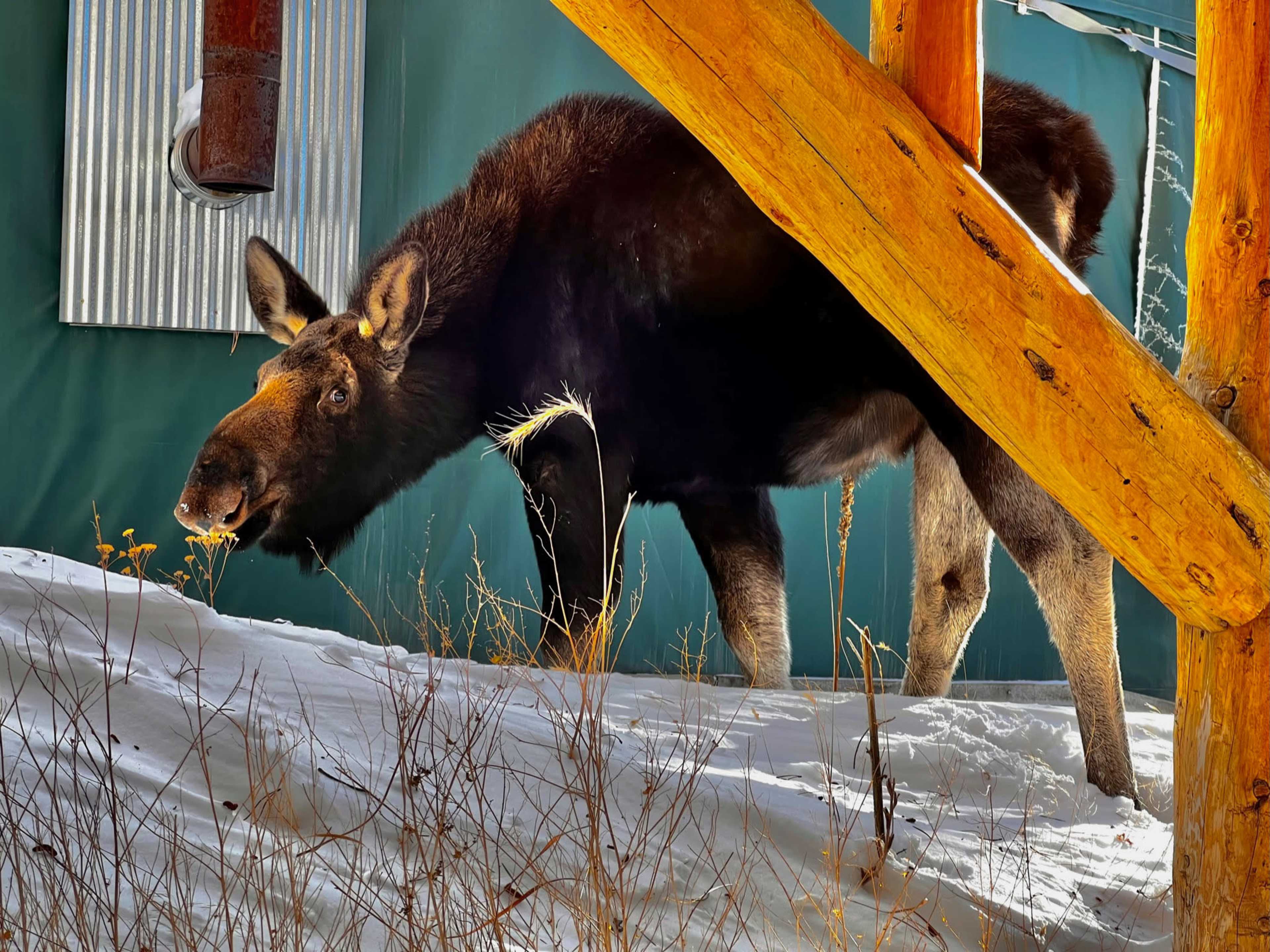 A moose stands in the snow beneath a wooden post, grazing on vegetation near a building.