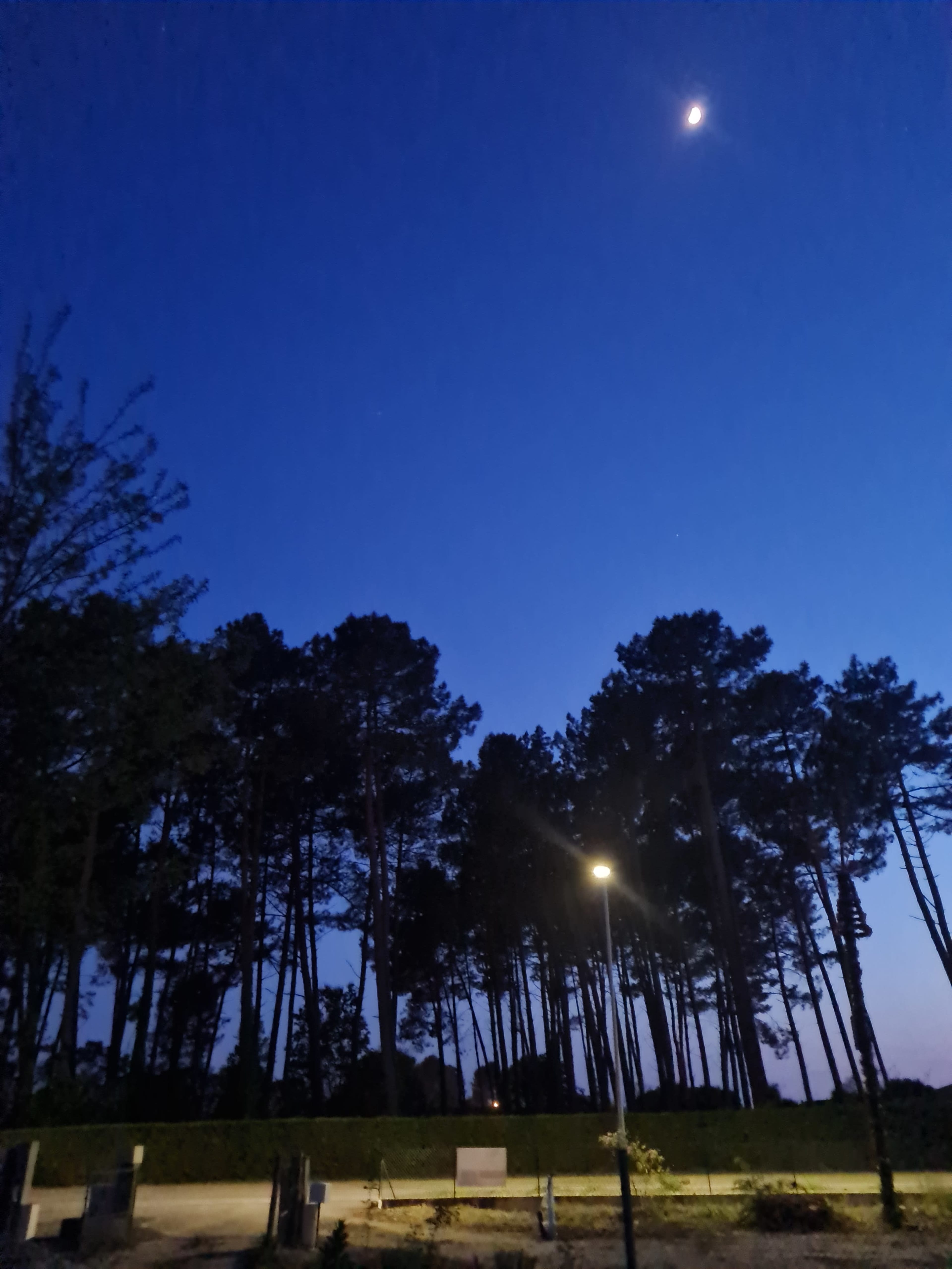 A crescent moon illuminates a darkening sky above tall trees and a dimly lit area.