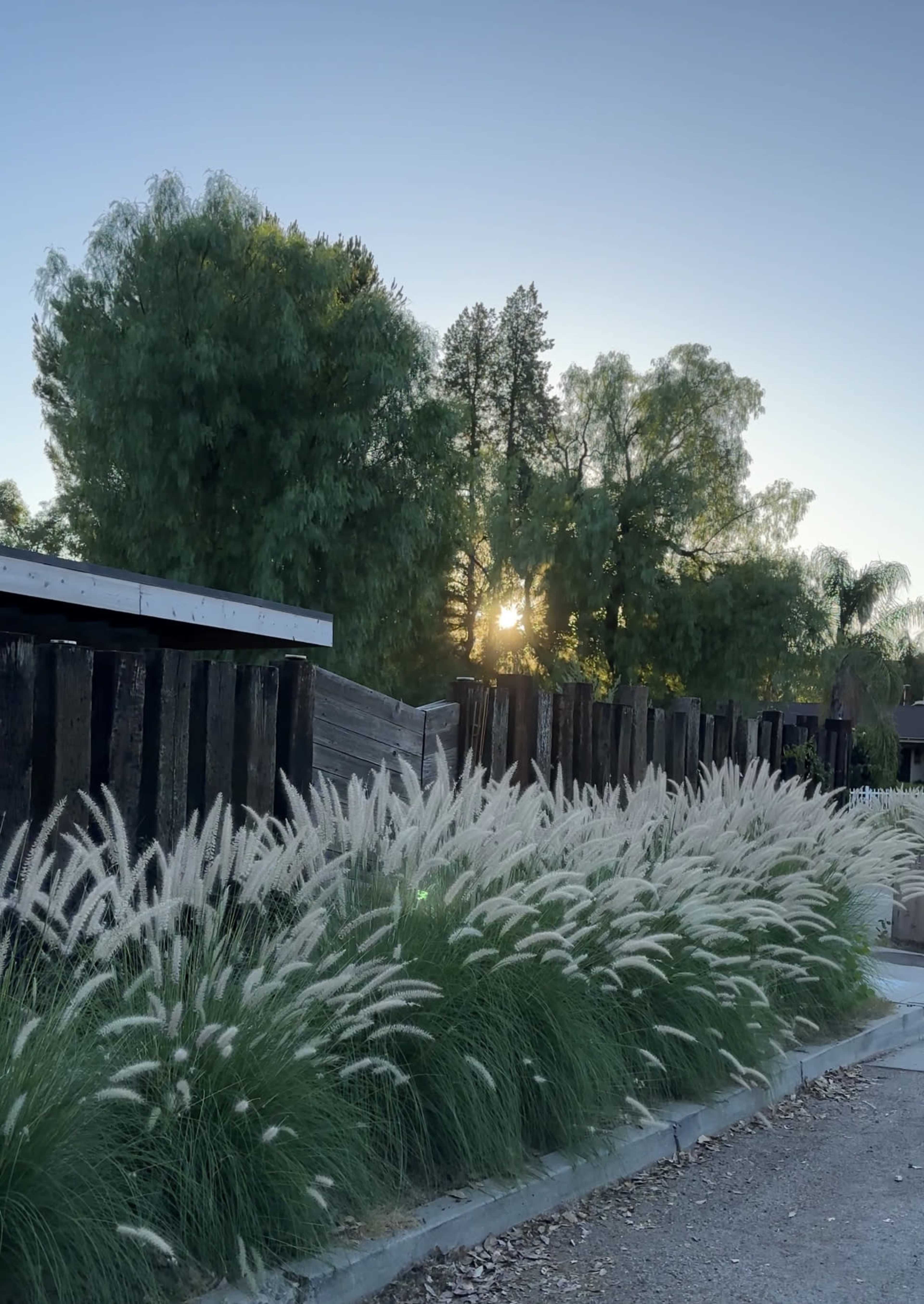 A row of tall grasses lined along a gravel path, with a wooden fence and trees in the background as the sun sets.