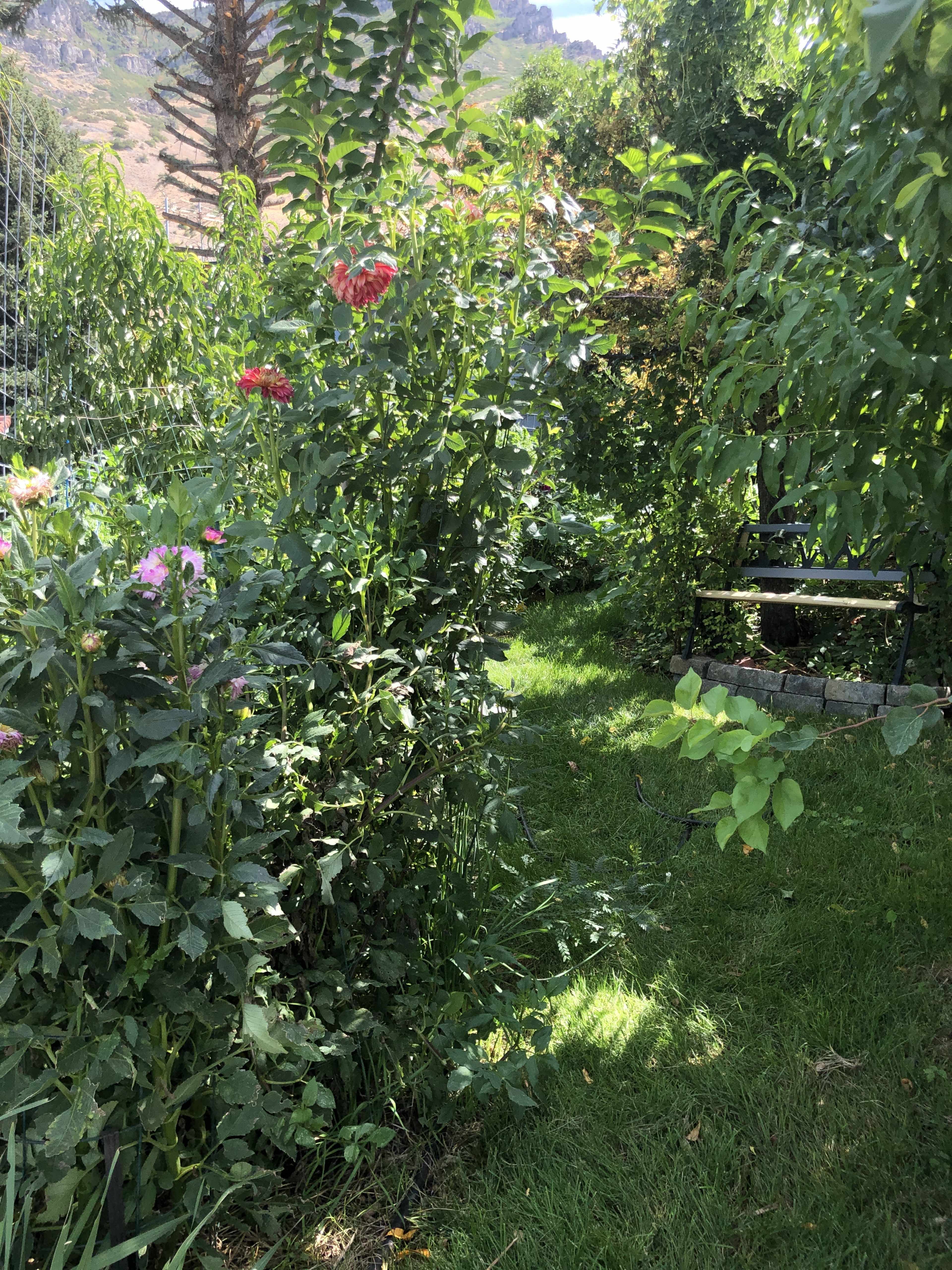 A narrow path through a garden lined with colorful flowers and lush greenery leads to a bench nestled among the plants.