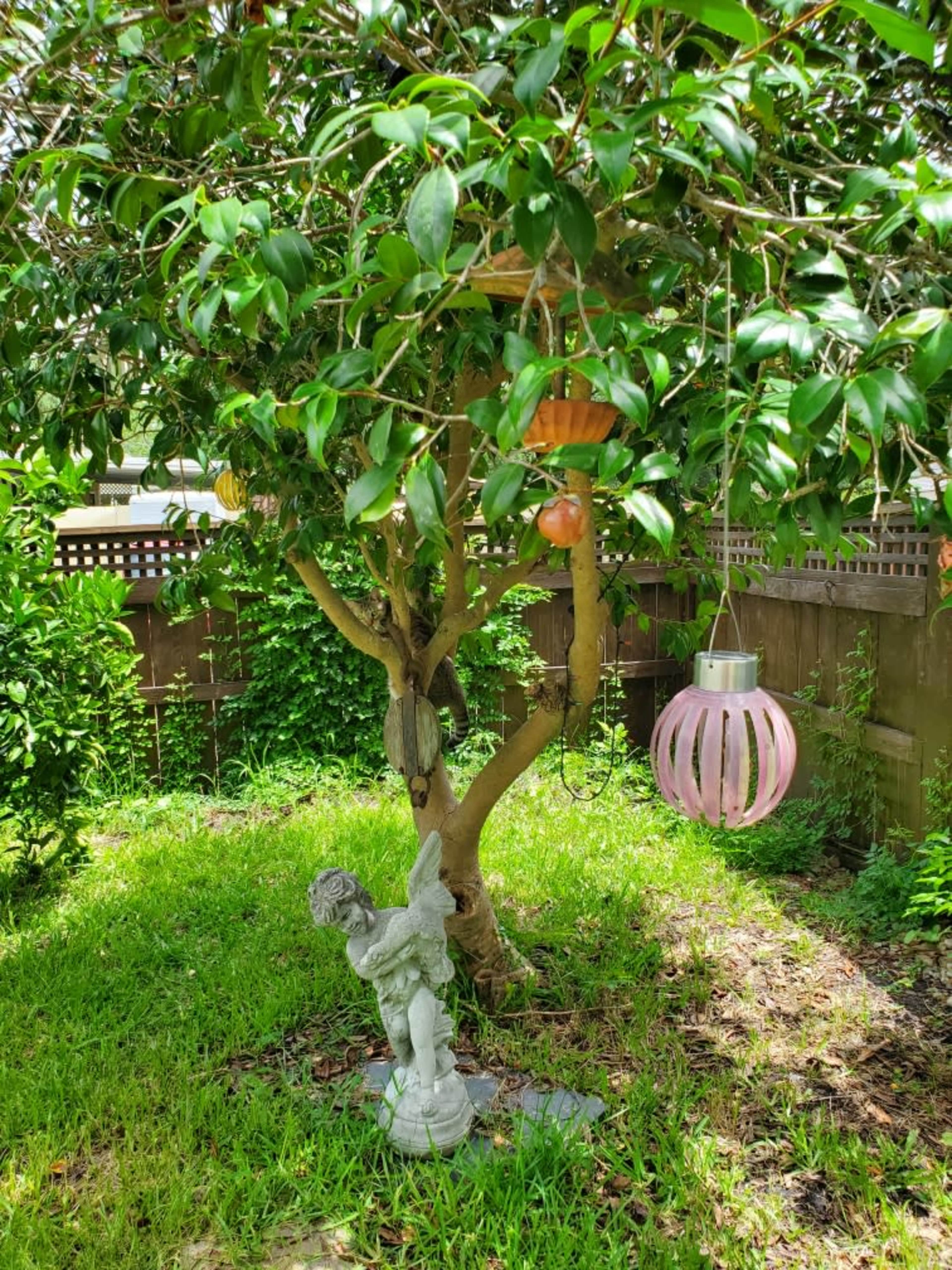A small tree in a backyard features a decorative lantern hanging from its branches and a statue of a figure at its base.