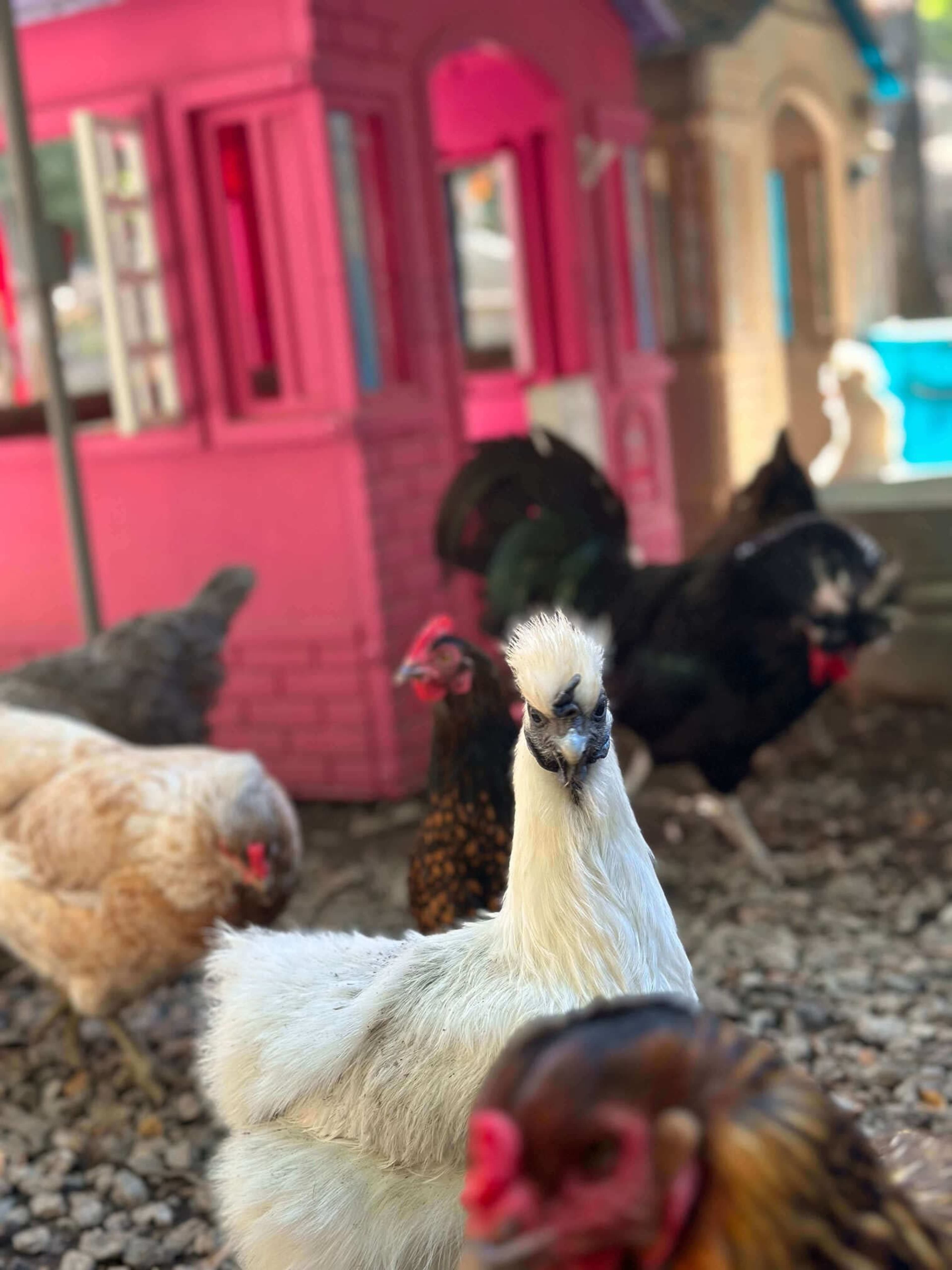 A group of chickens of various colors forages near a brightly colored pink coop.