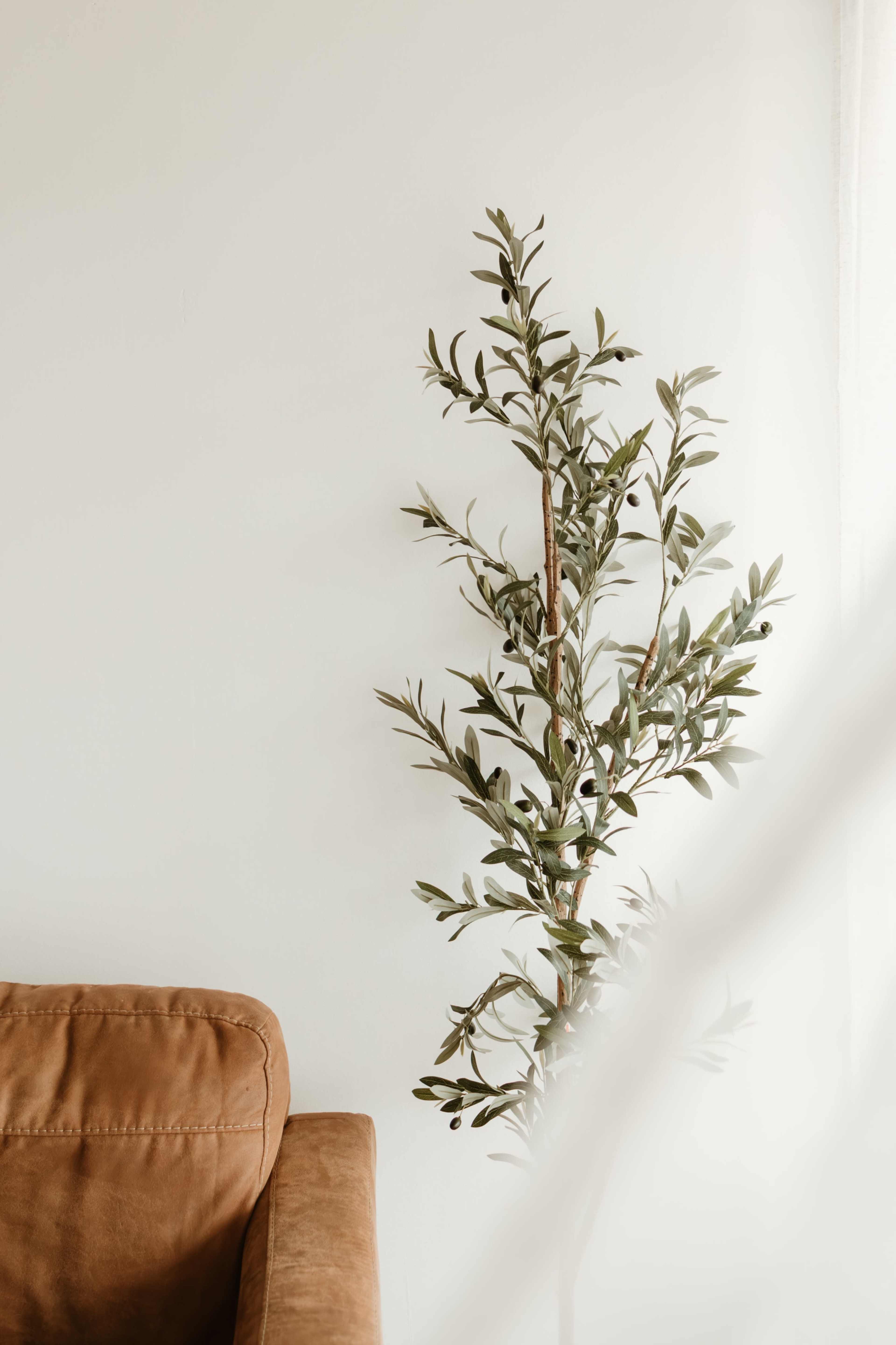 A faux olive tree stands next to a brown sofa against a white wall.