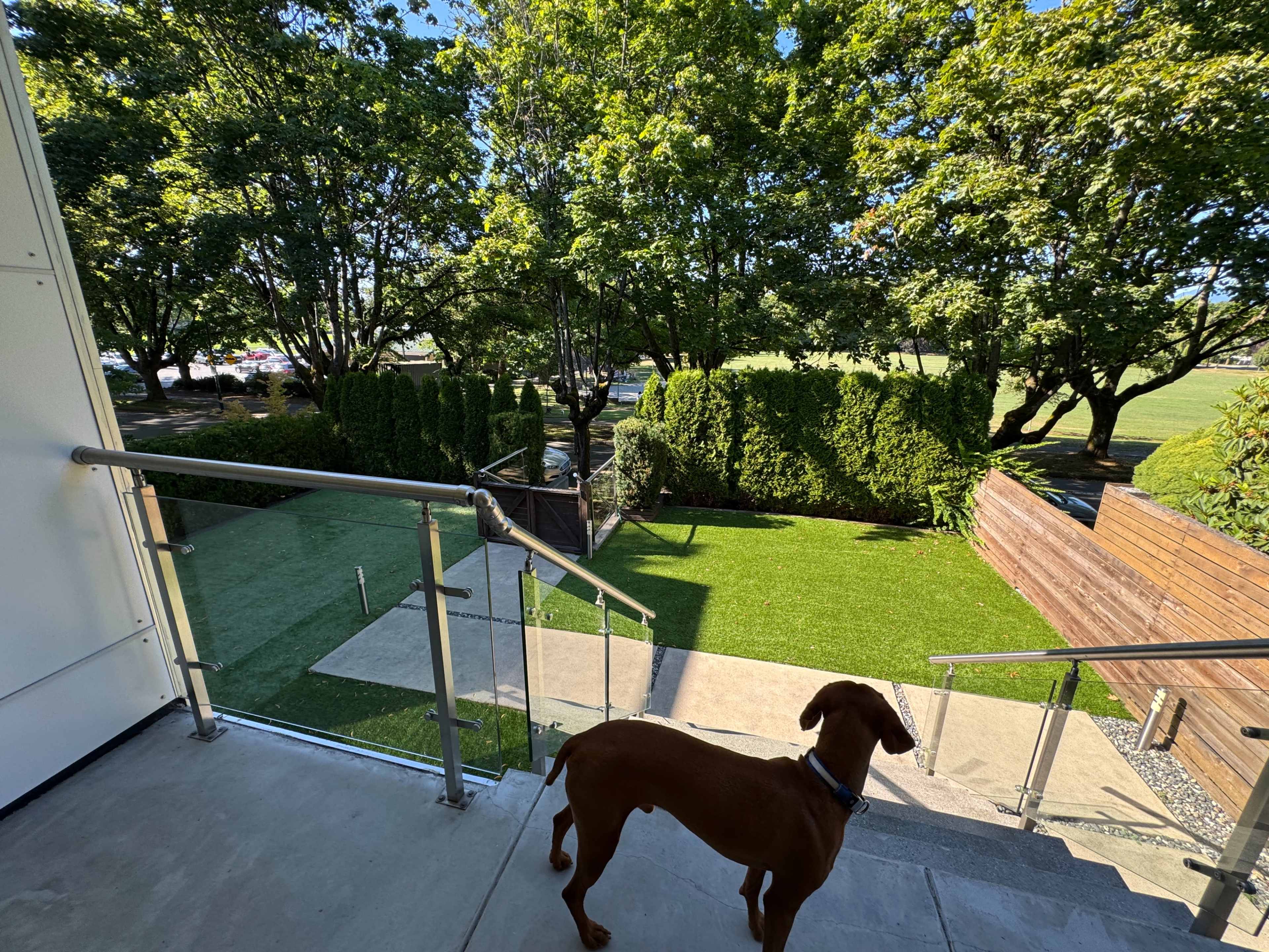 A dog stands at the top of a set of stairs, overlooking a well-maintained garden surrounded by trees.