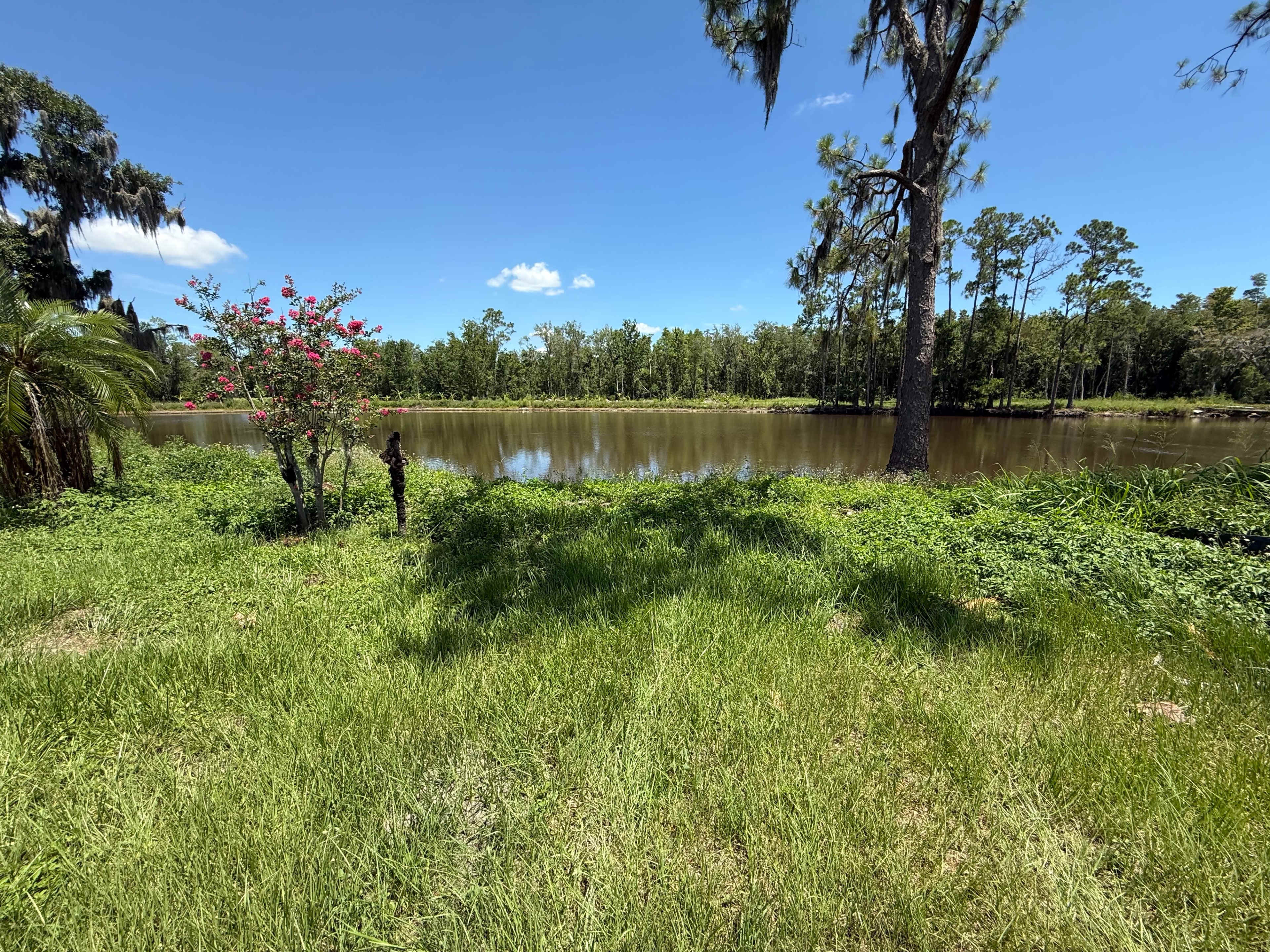 A grassy area with a small flower bush overlooks a calm water body surrounded by trees under a clear blue sky.