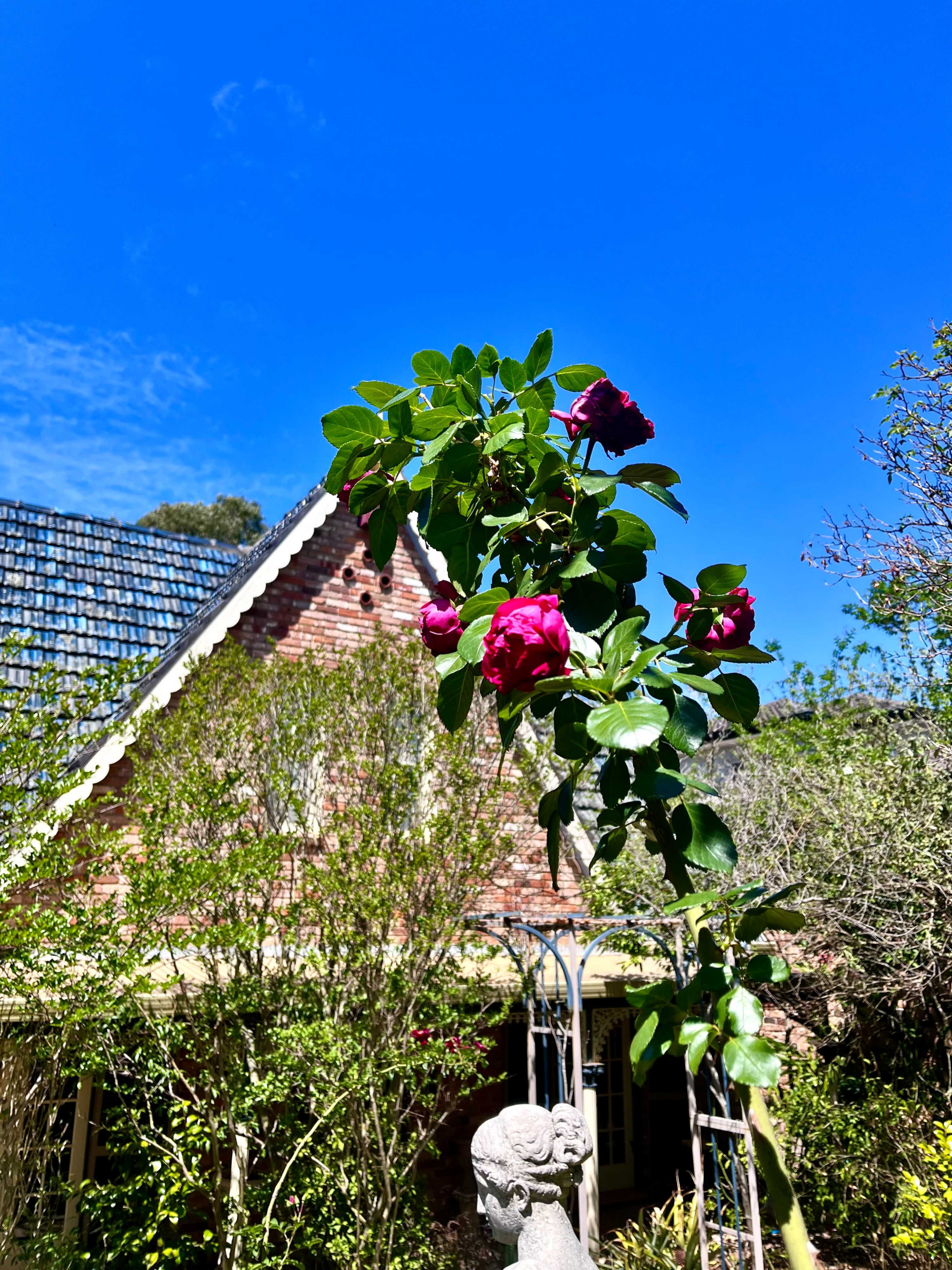 A branch with pink roses extends in front of a brick house with a sloped roof under a clear blue sky.