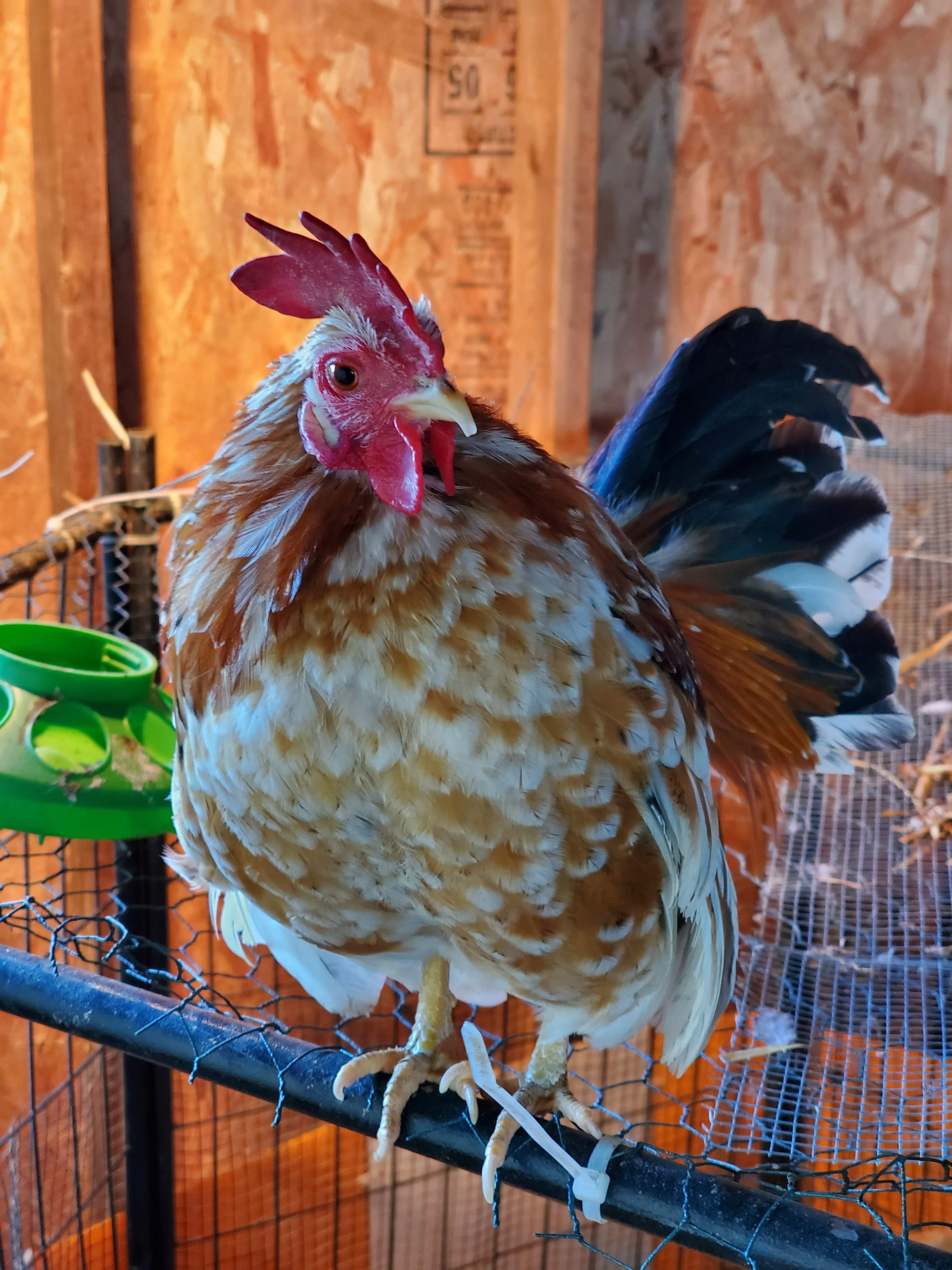 A brown and white chicken perches on a metal bar inside a wooden coop.