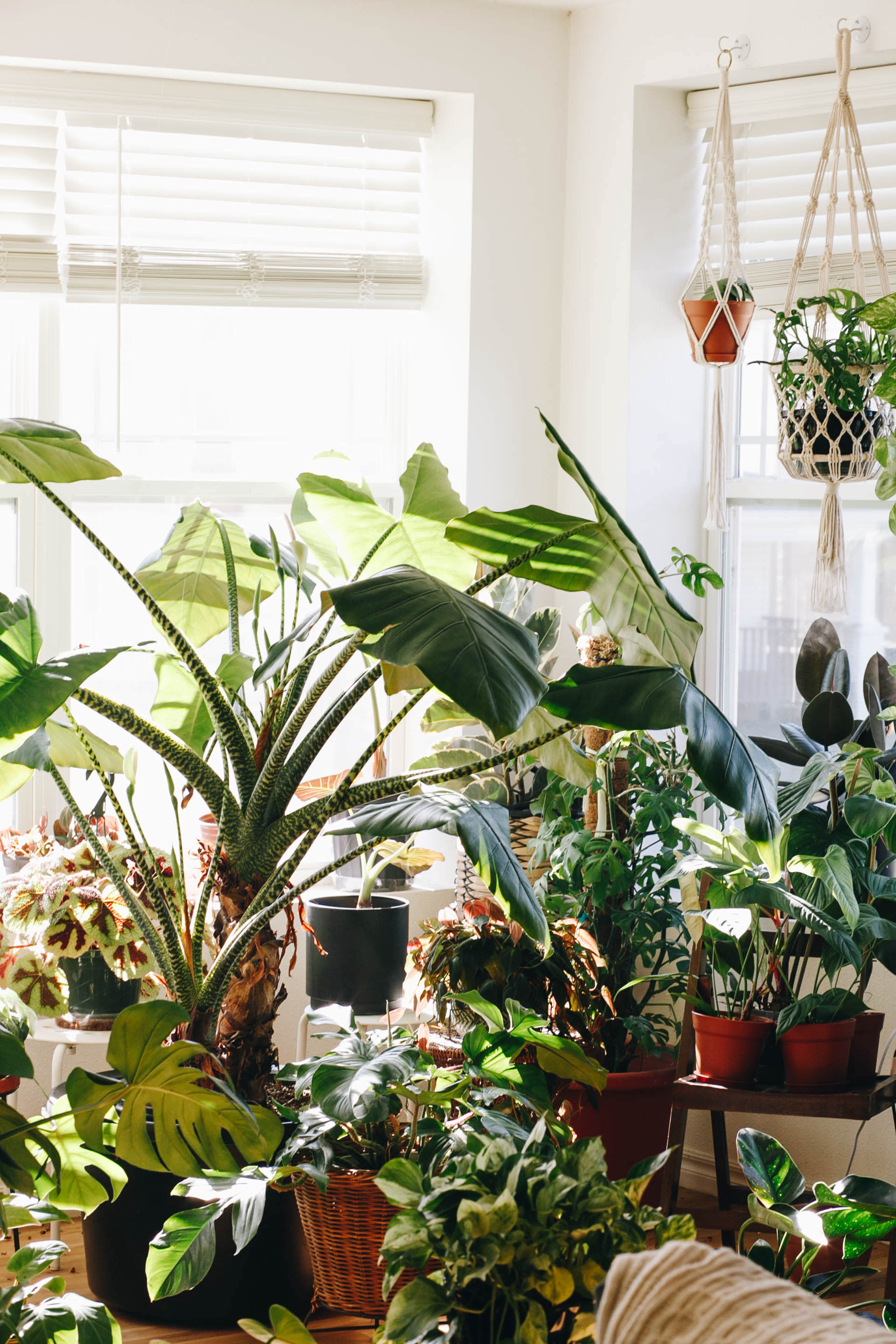 The image shows a room filled with a variety of indoor plants, including large leafy greens and smaller potted plants, illuminated by natural light from the windows.