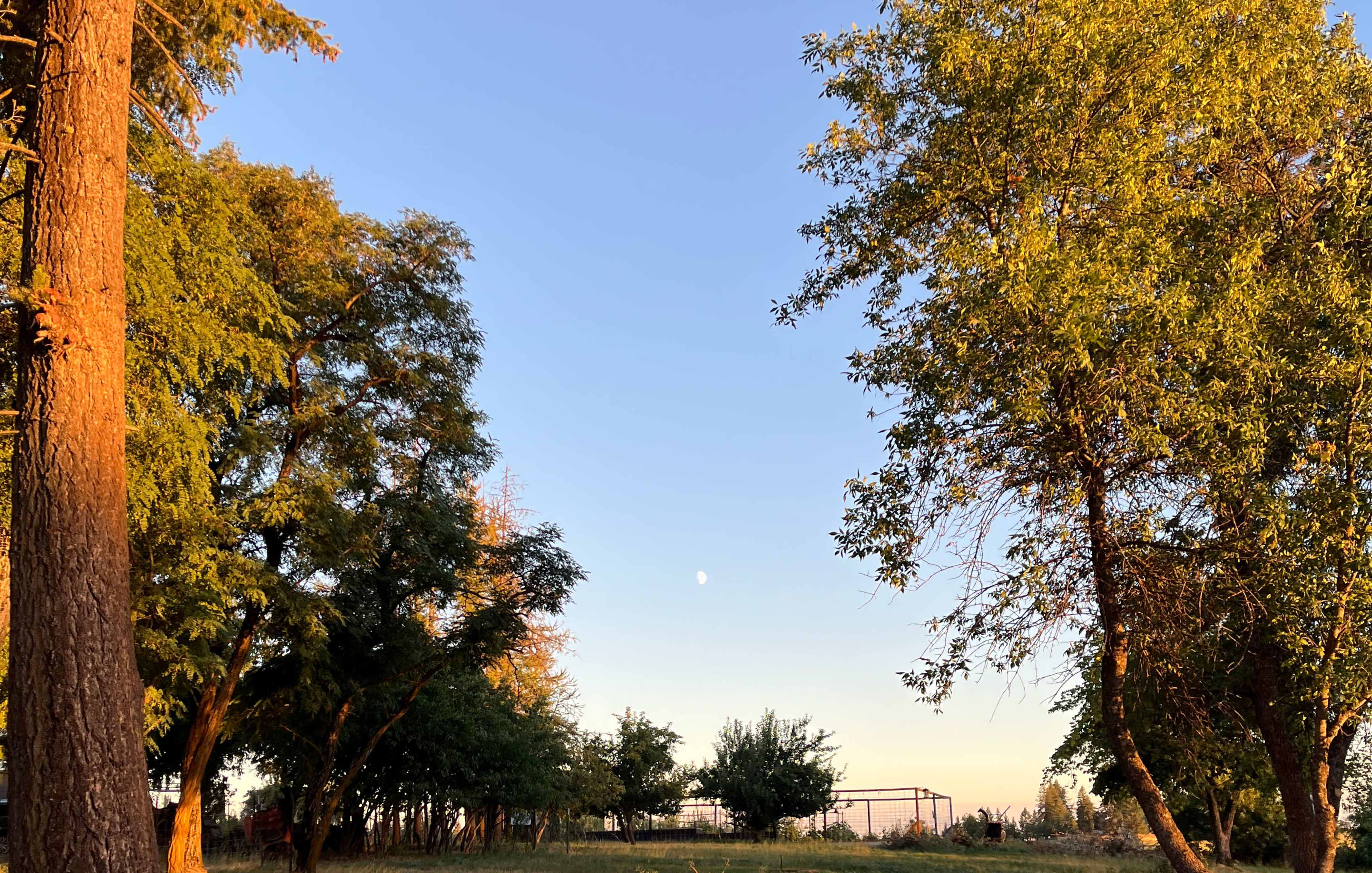 A clear sky is visible through trees at dusk, with a small crescent moon in the distance.
