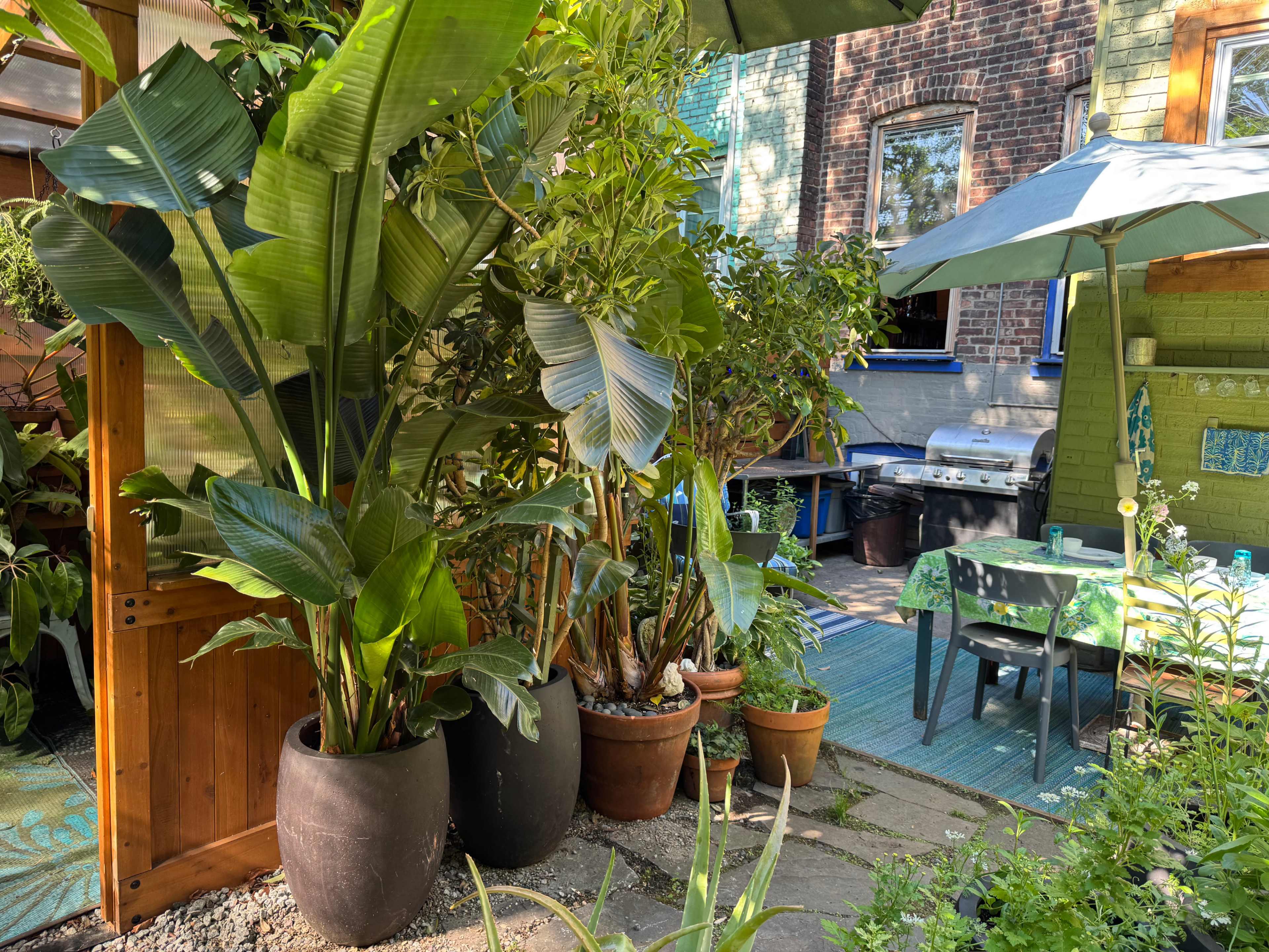 A garden patio features potted plants, a grill, and a dining area with a green rug and umbrella.