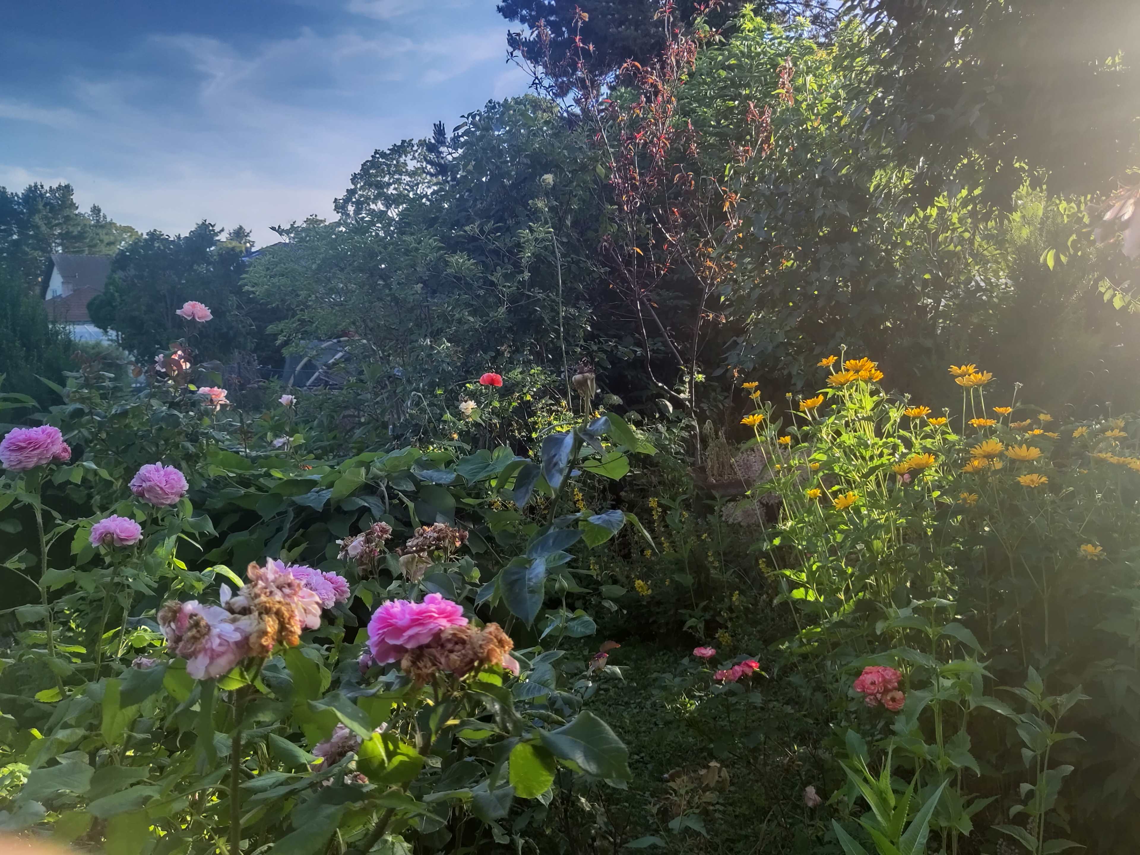 A lush garden filled with a variety of blooming flowers, including pink roses and yellow daisies, under a clear blue sky.
