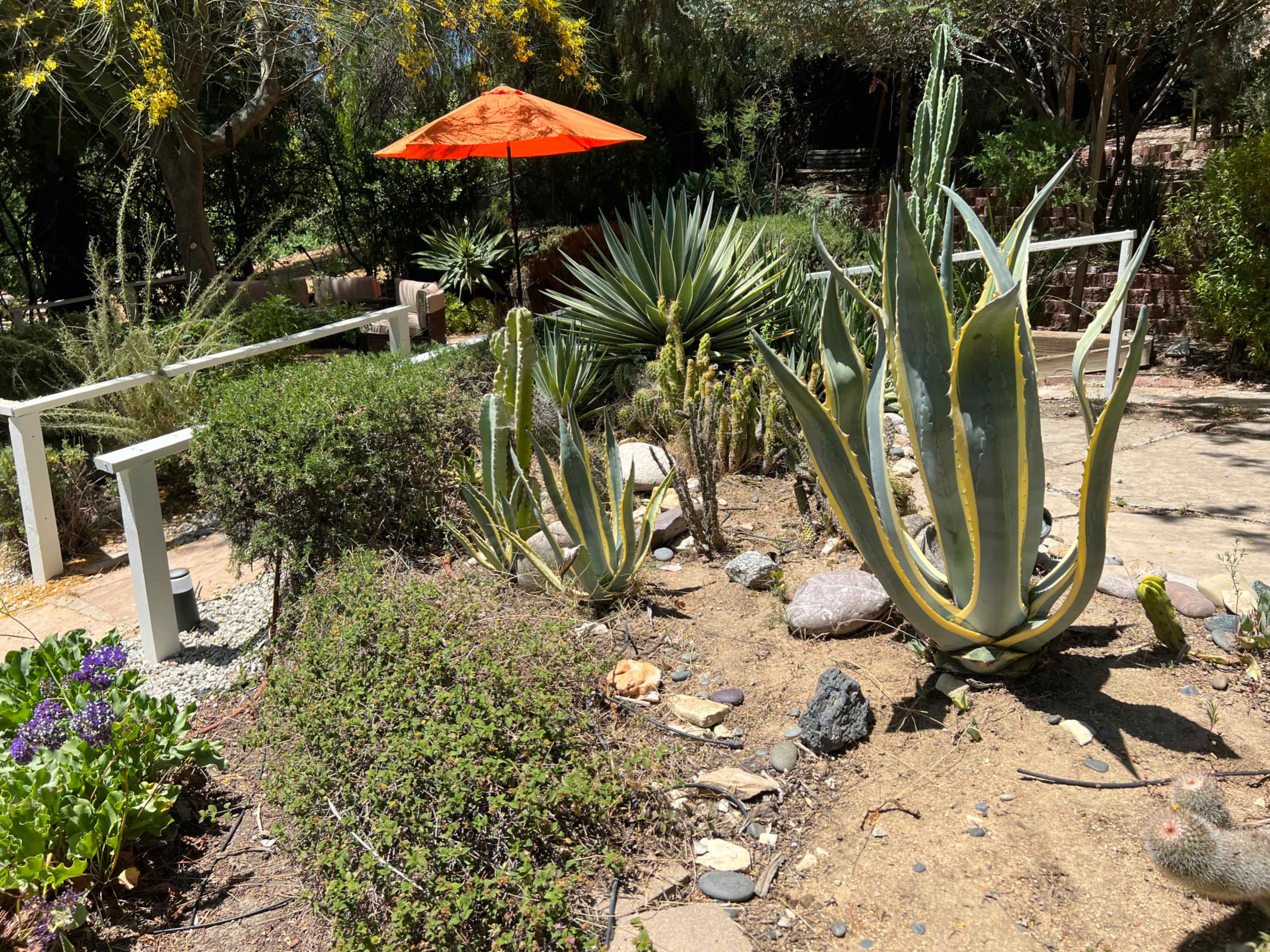A garden landscape features various succulents and cacti, highlighted by an orange umbrella.