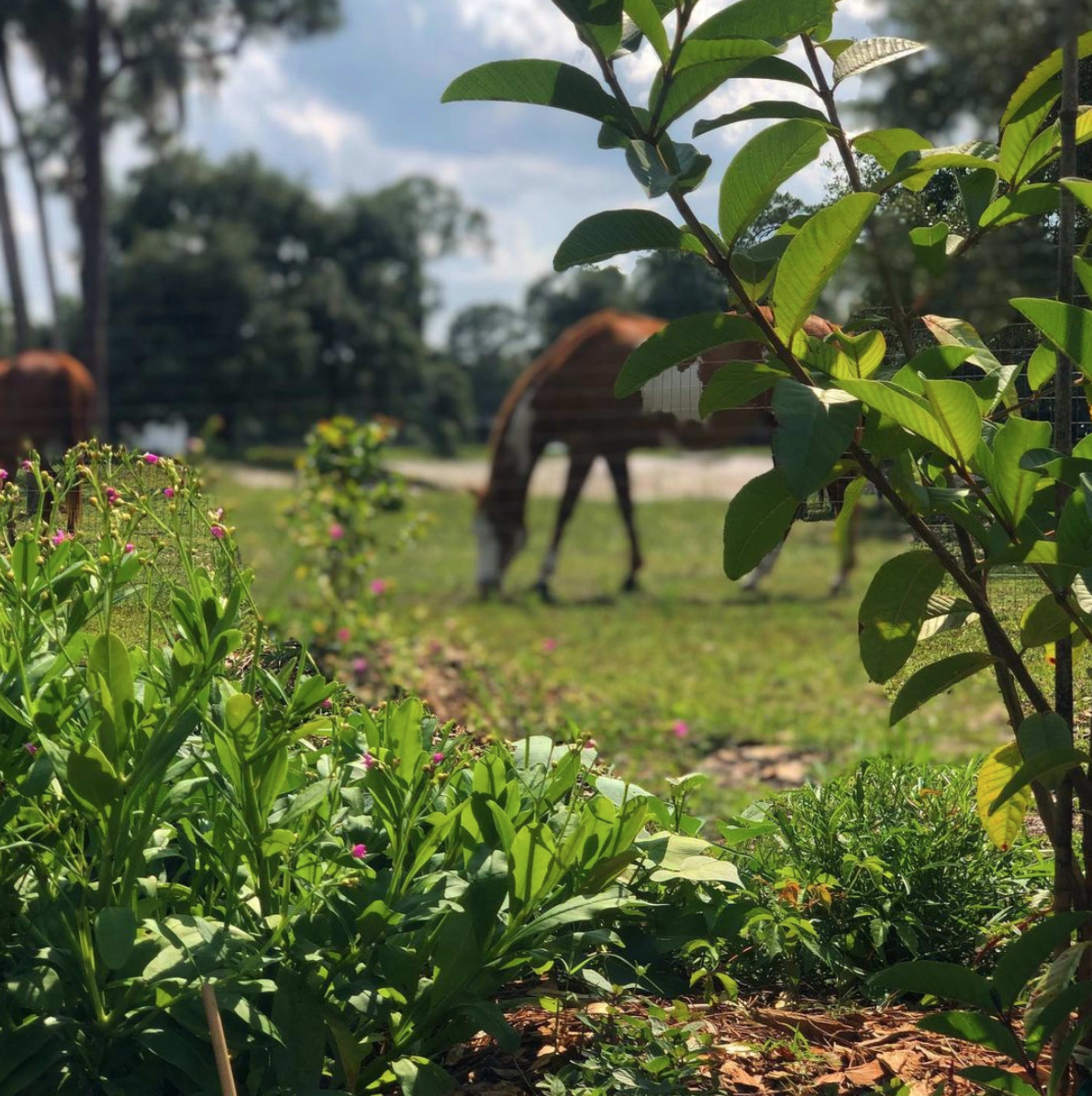 A horse grazes in a field while plants and flowers are in the foreground.