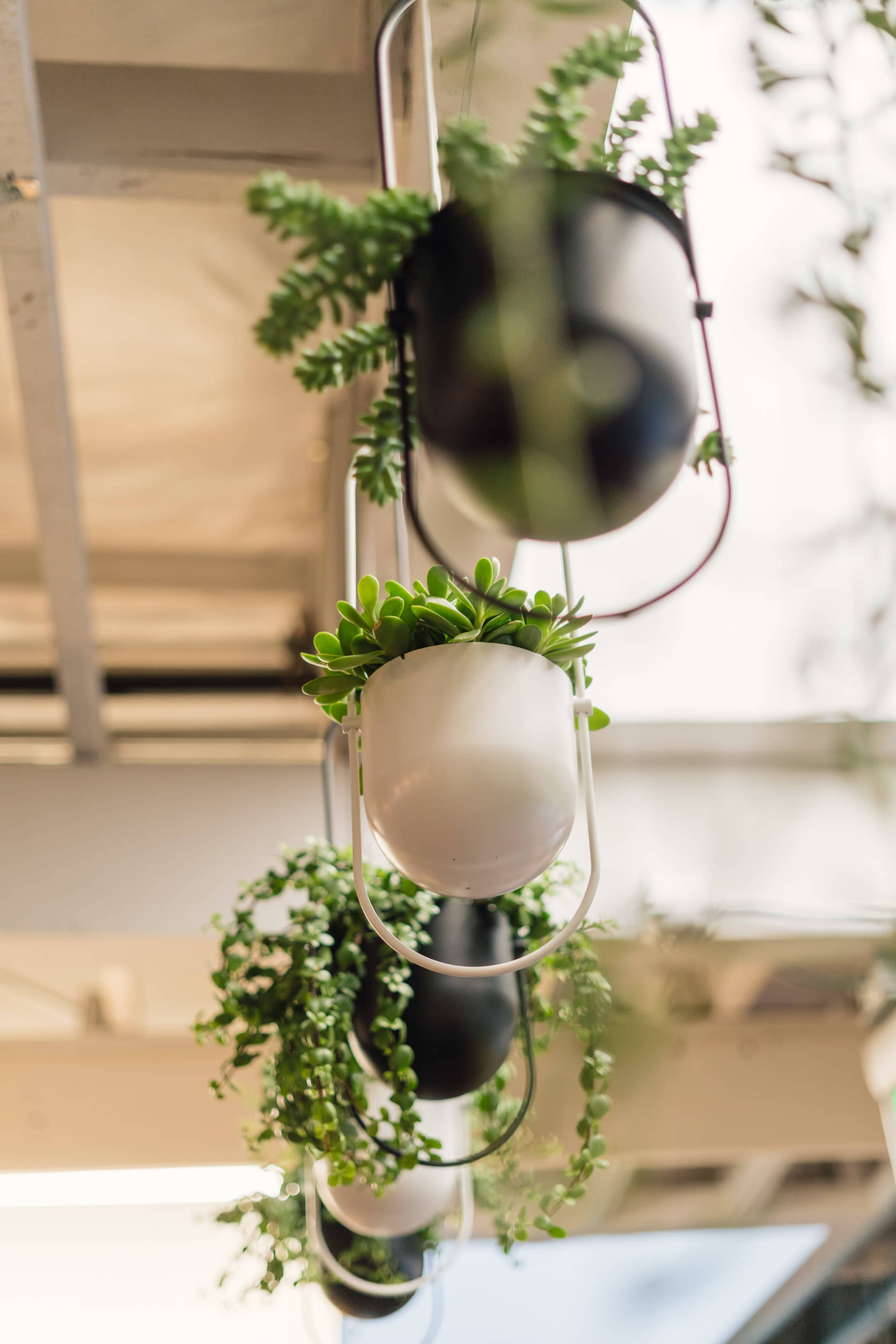 Hanging planters with various green plants are arranged in a row, suspended from a ceiling.