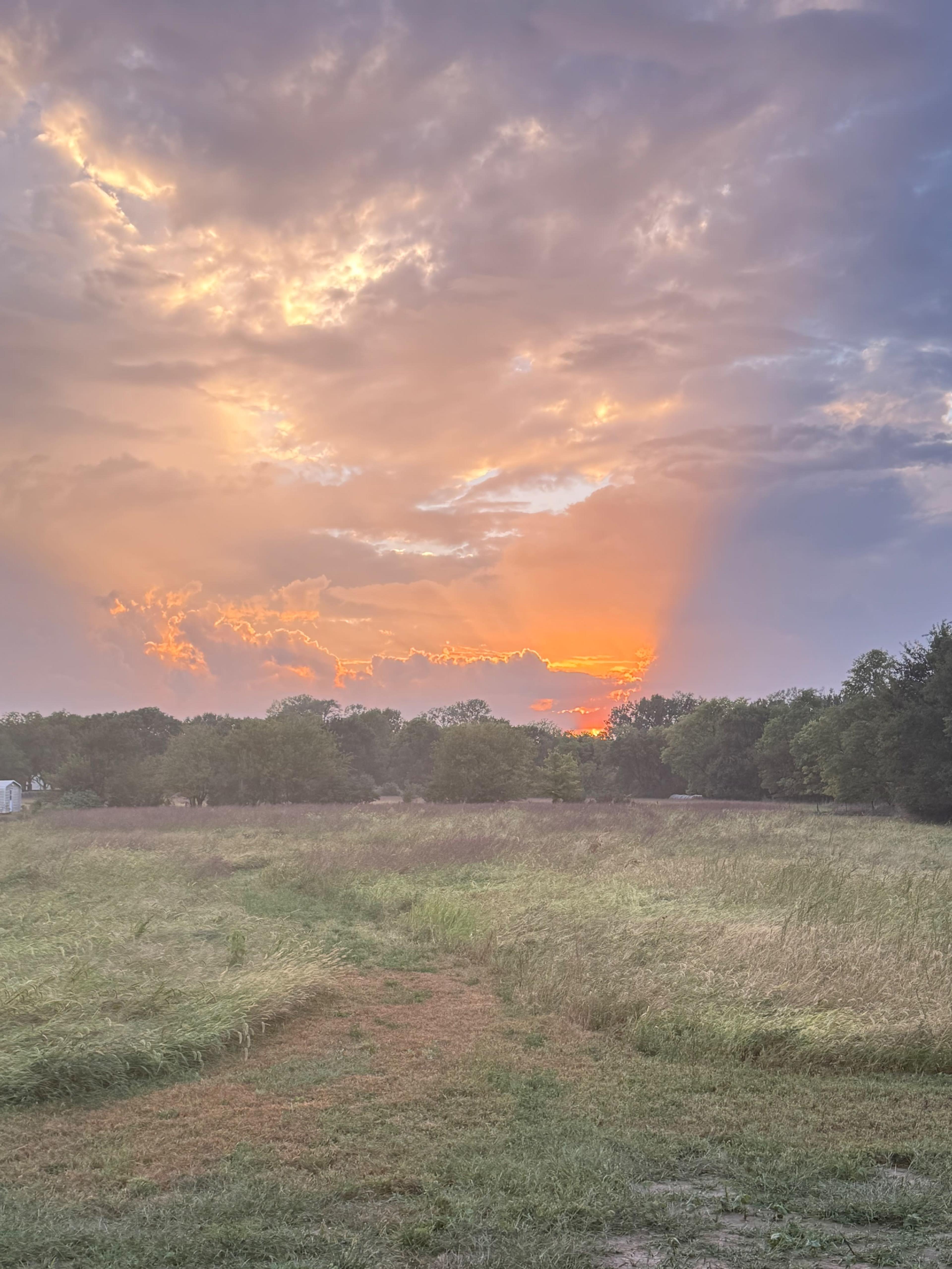 The scene shows a grassy field with a sunset illuminating the sky in shades of orange and pink, surrounded by trees in the background.
