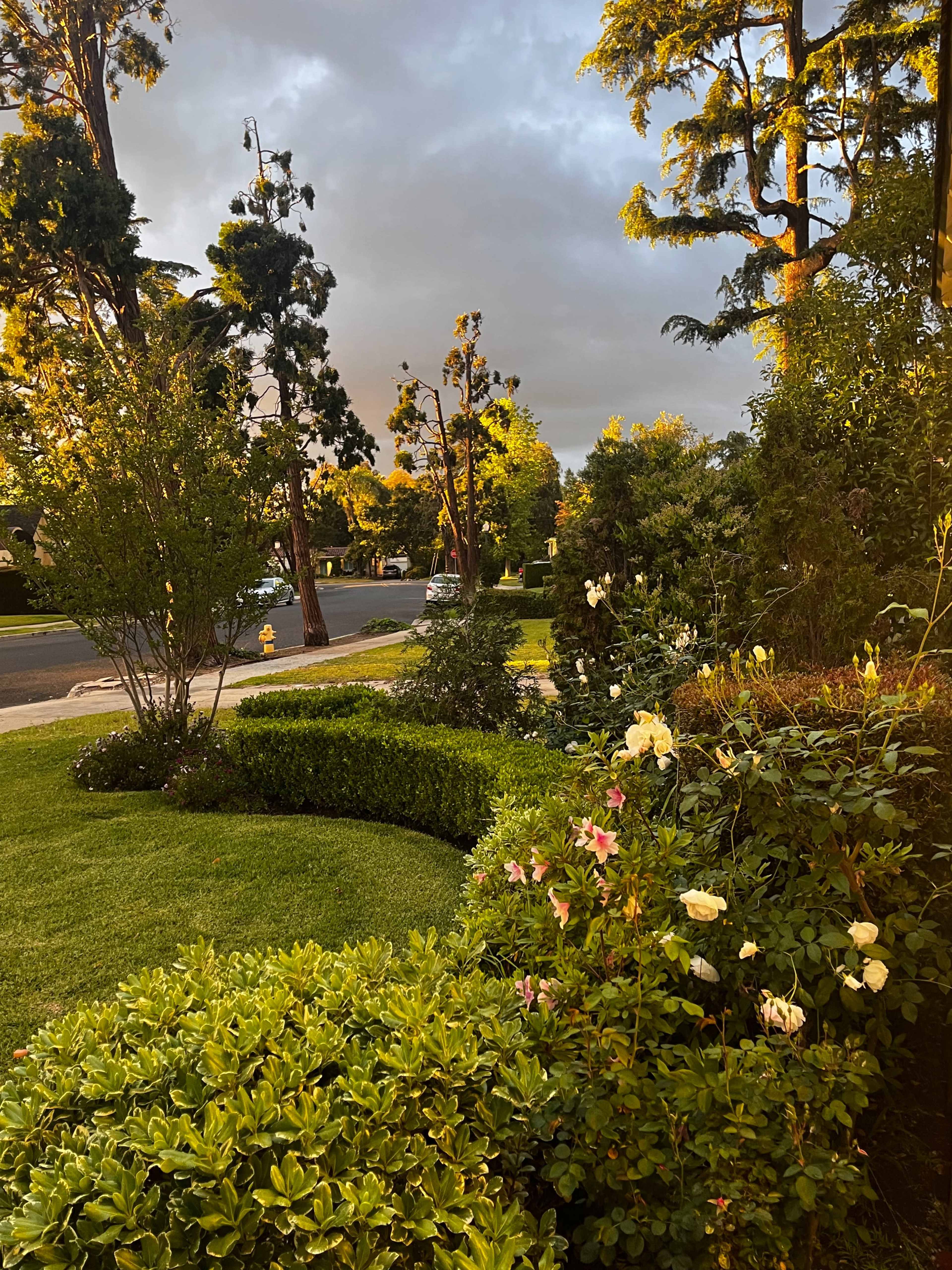 A well-maintained garden featuring green shrubs and blooming roses surrounds a quiet street under a partly cloudy sky.