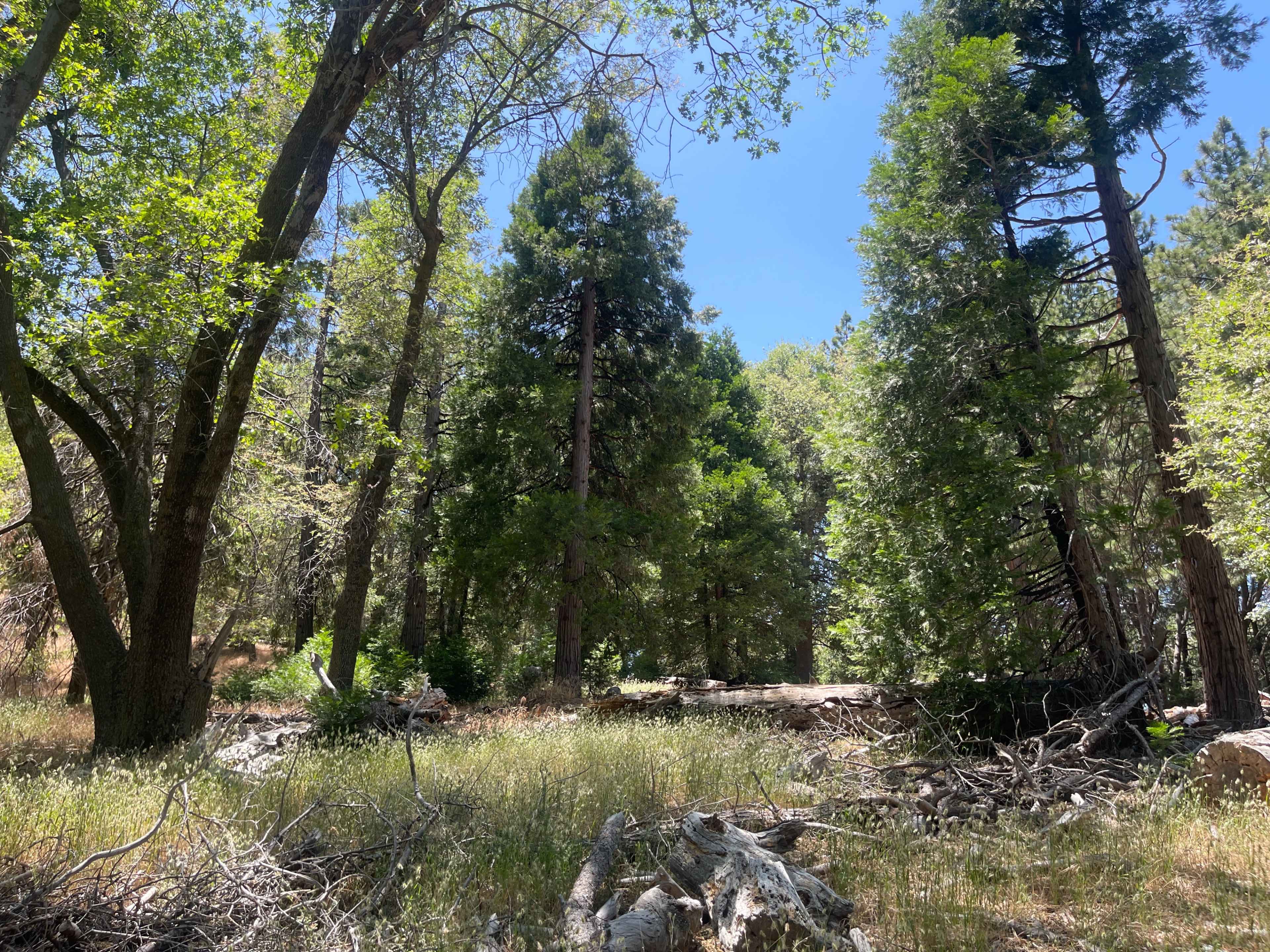 The image shows a sunlight-dappled forest scene with tall trees and a scattered undergrowth of grass and fallen branches.