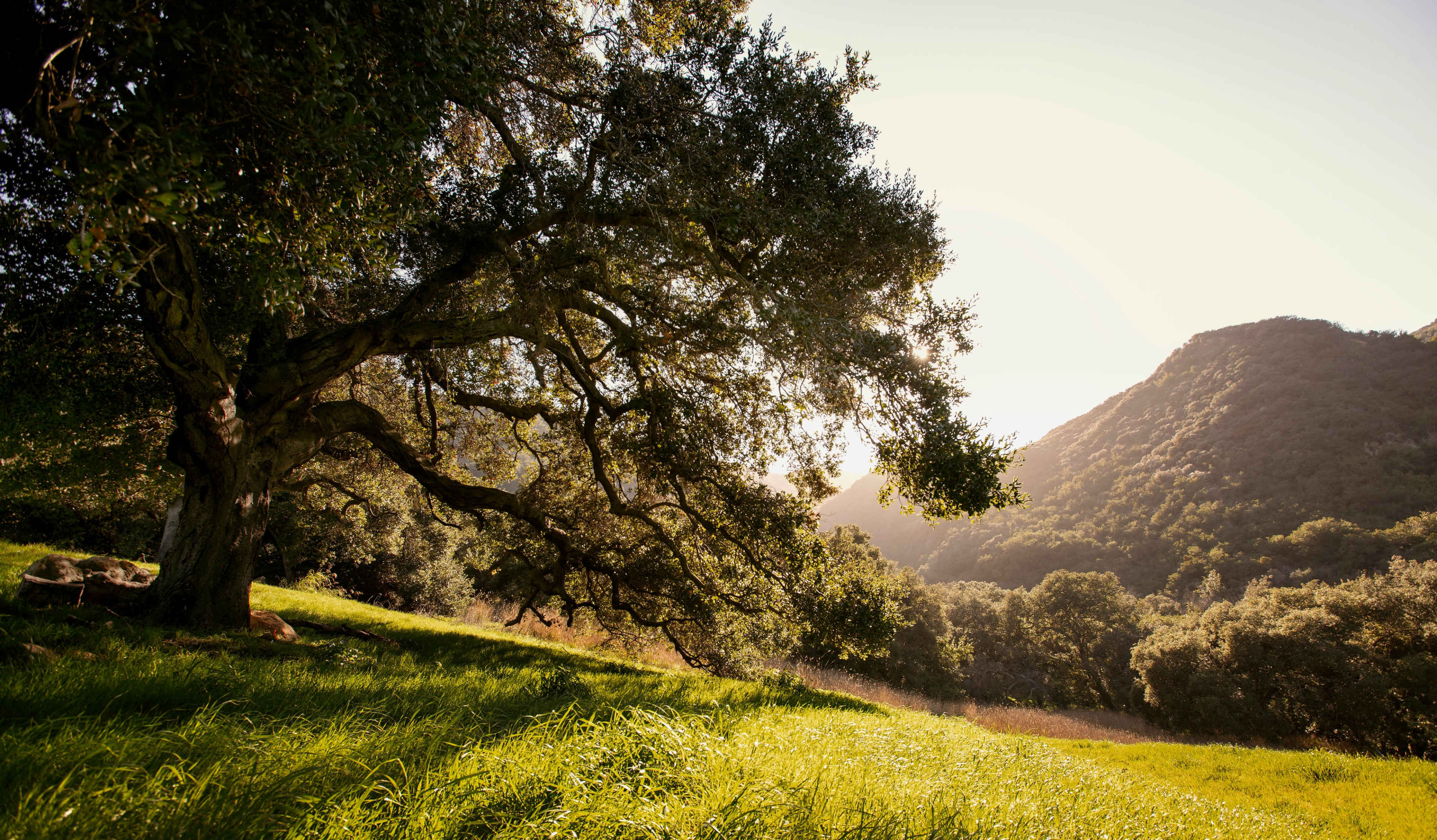 A large tree with sprawling branches stands on a grassy hillside, framed by distant mountains and a setting sun.
