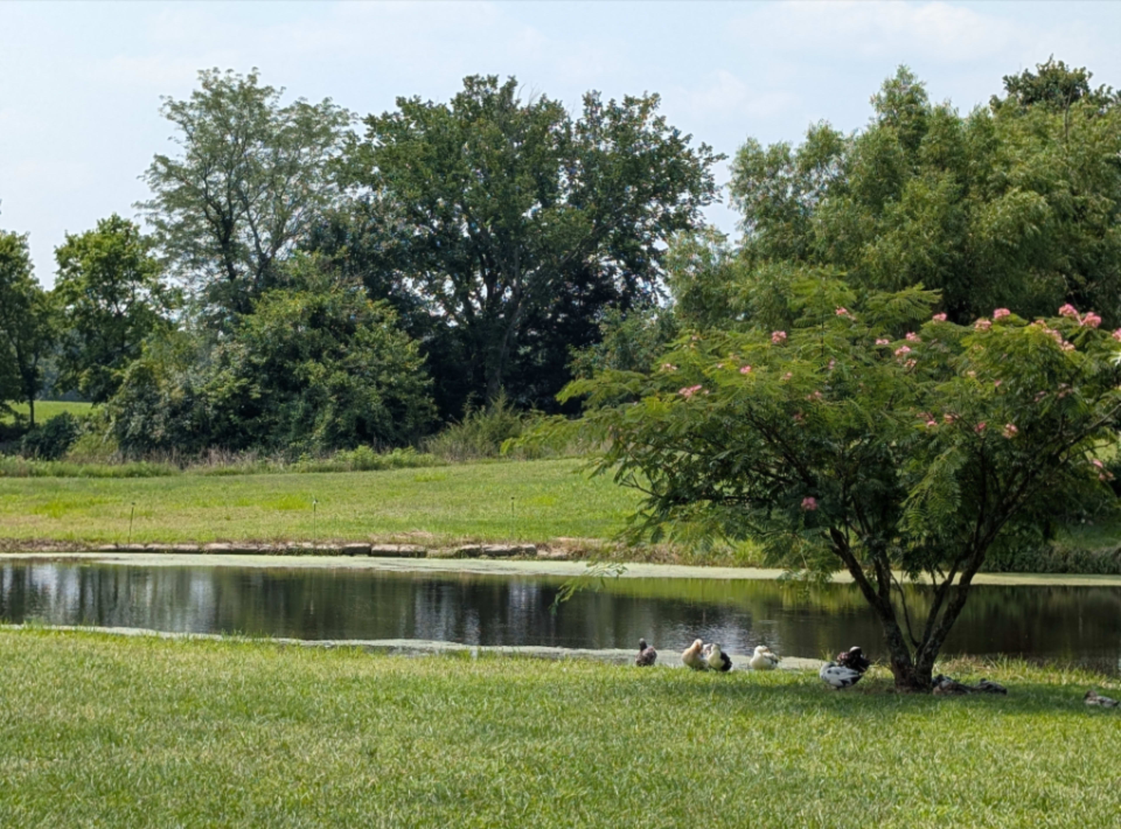 A calm pond is surrounded by greenery, with ducks resting near the water's edge under a tree.