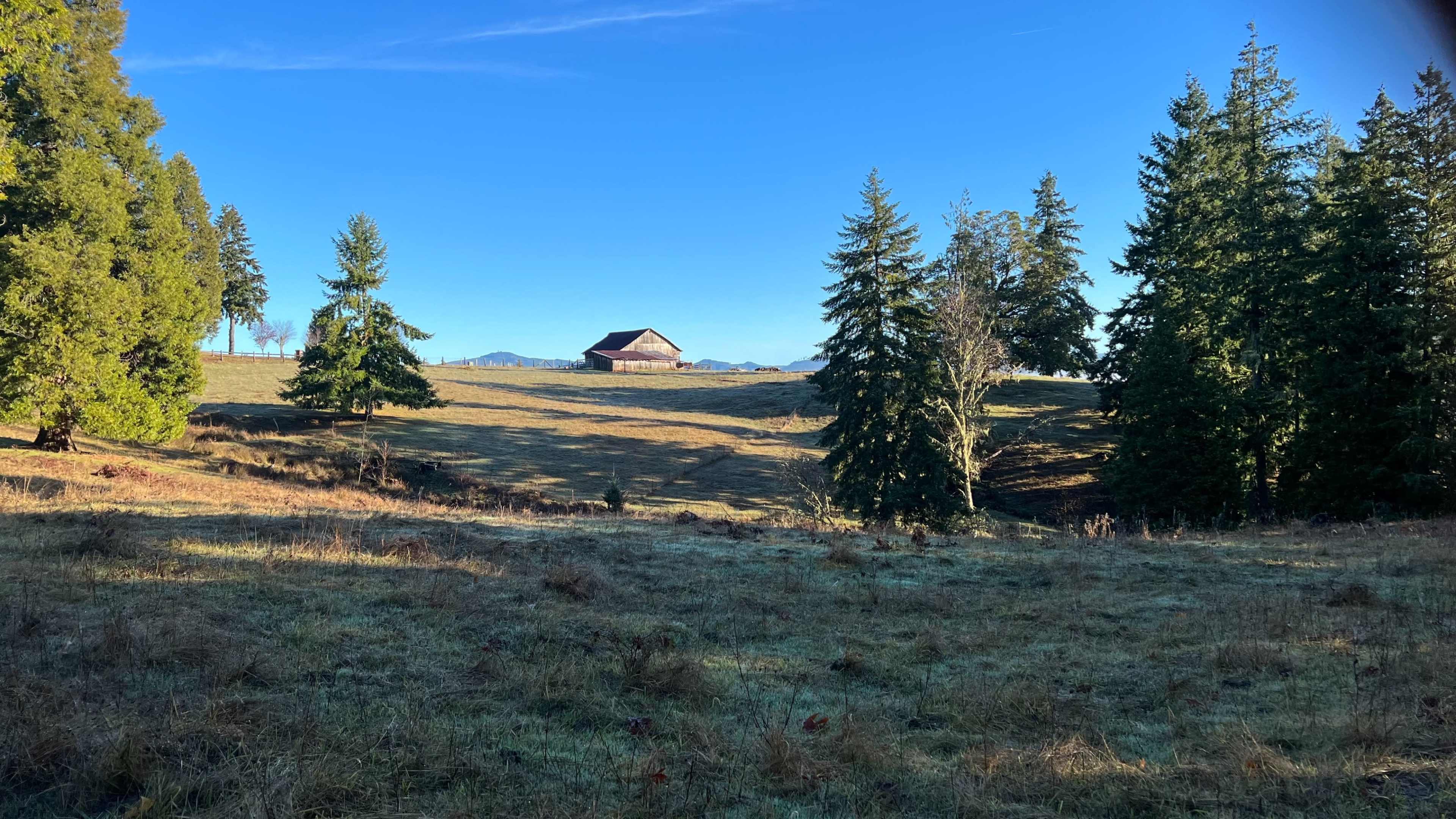 A rustic barn stands among tall evergreen trees on a grassy landscape under a clear blue sky.