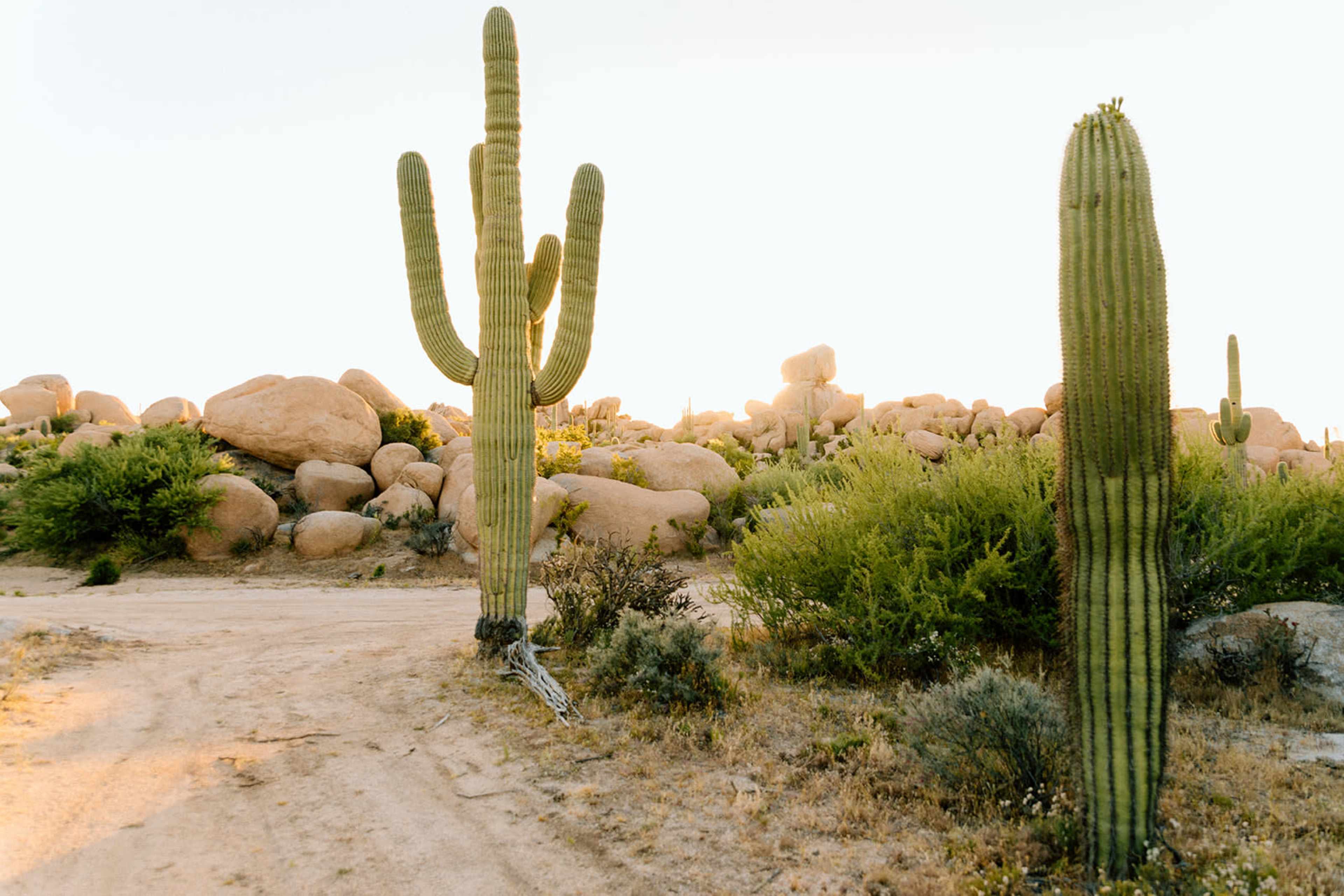 The image shows a desert landscape featuring large cacti and boulders along a sandy path.