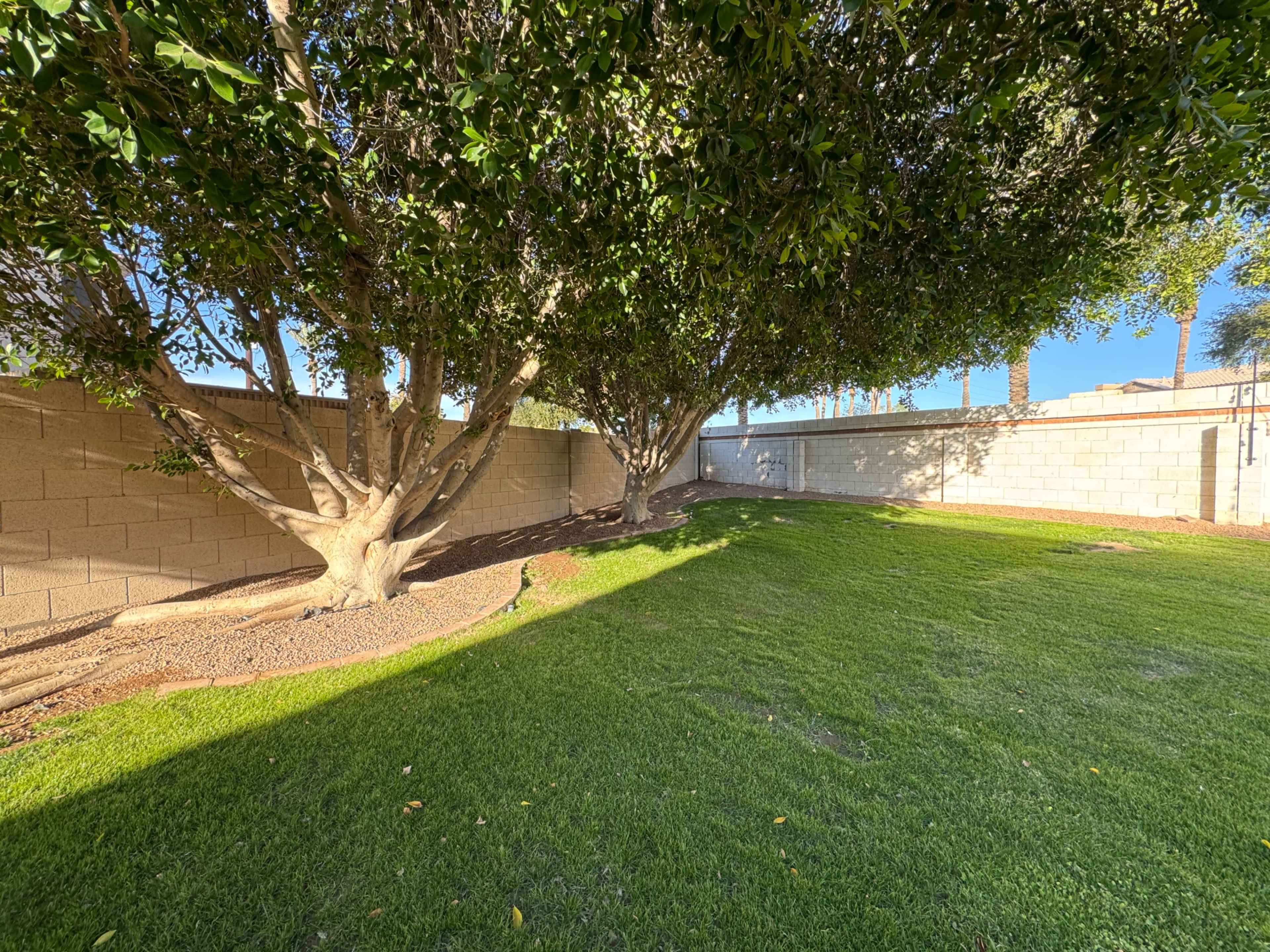 Large Grassy Yard with Pool Image in Garden Lakes, Avondale, AZ