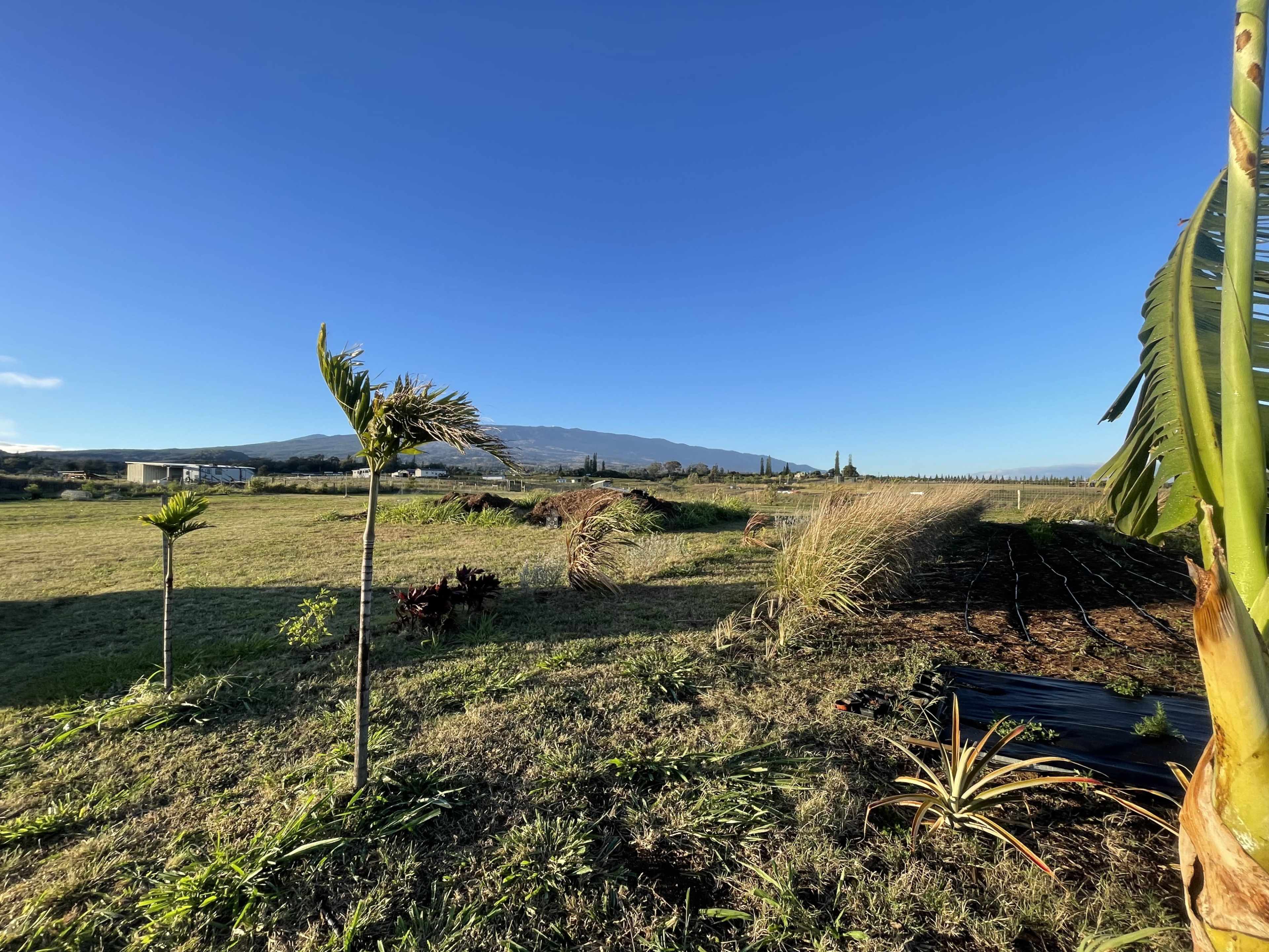 The image shows an open field with a few palm trees and a mountainous background under a clear blue sky.